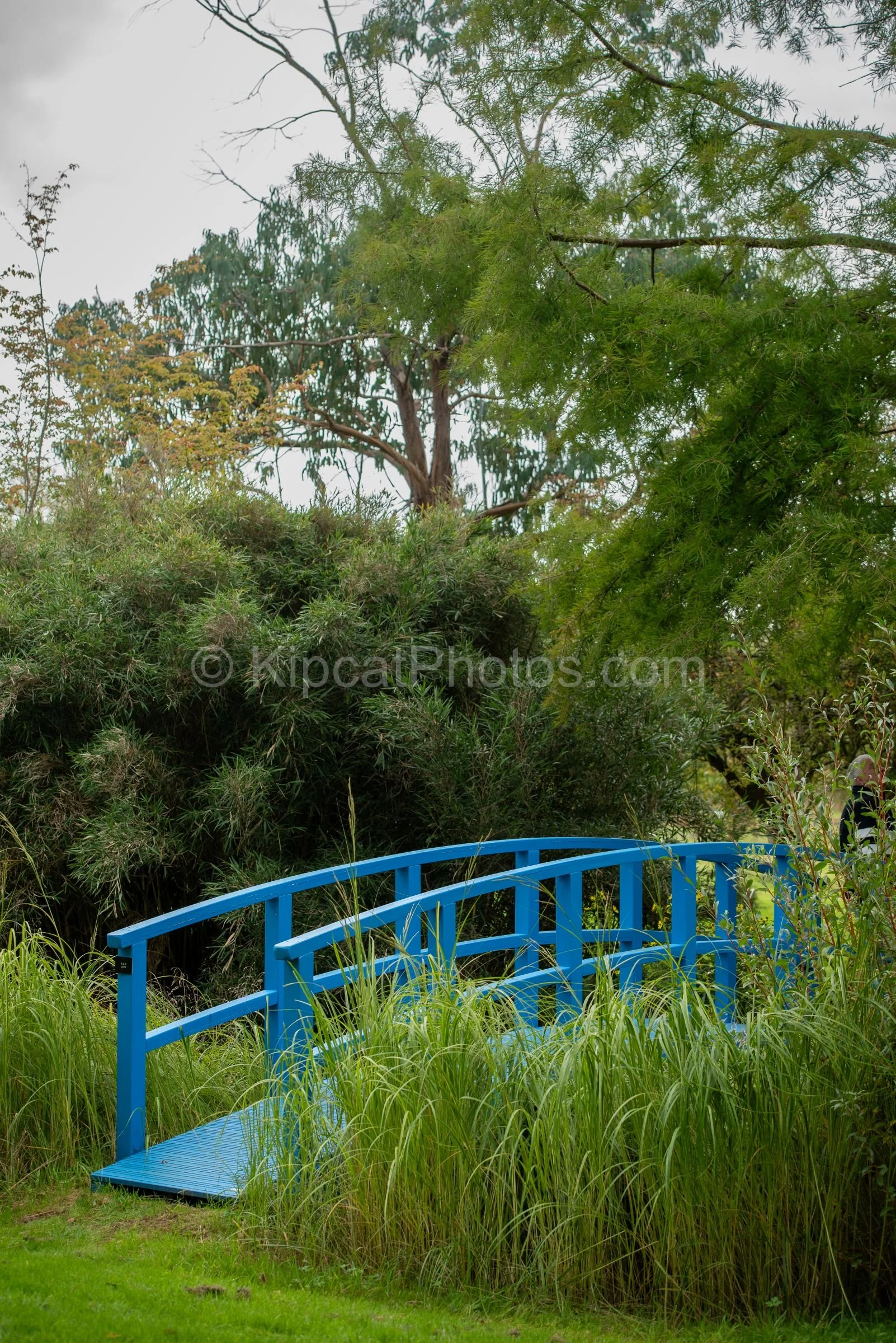 A bright blue painted Japanese-style arched bridge spans a water channel at Broughton Grange, Oxfordshire, surrounded by tall ornamental grasses, bamboo and mature trees. KipcatPhotos.com.

The vivid blue of this Japanese-inspired arched bridge is an