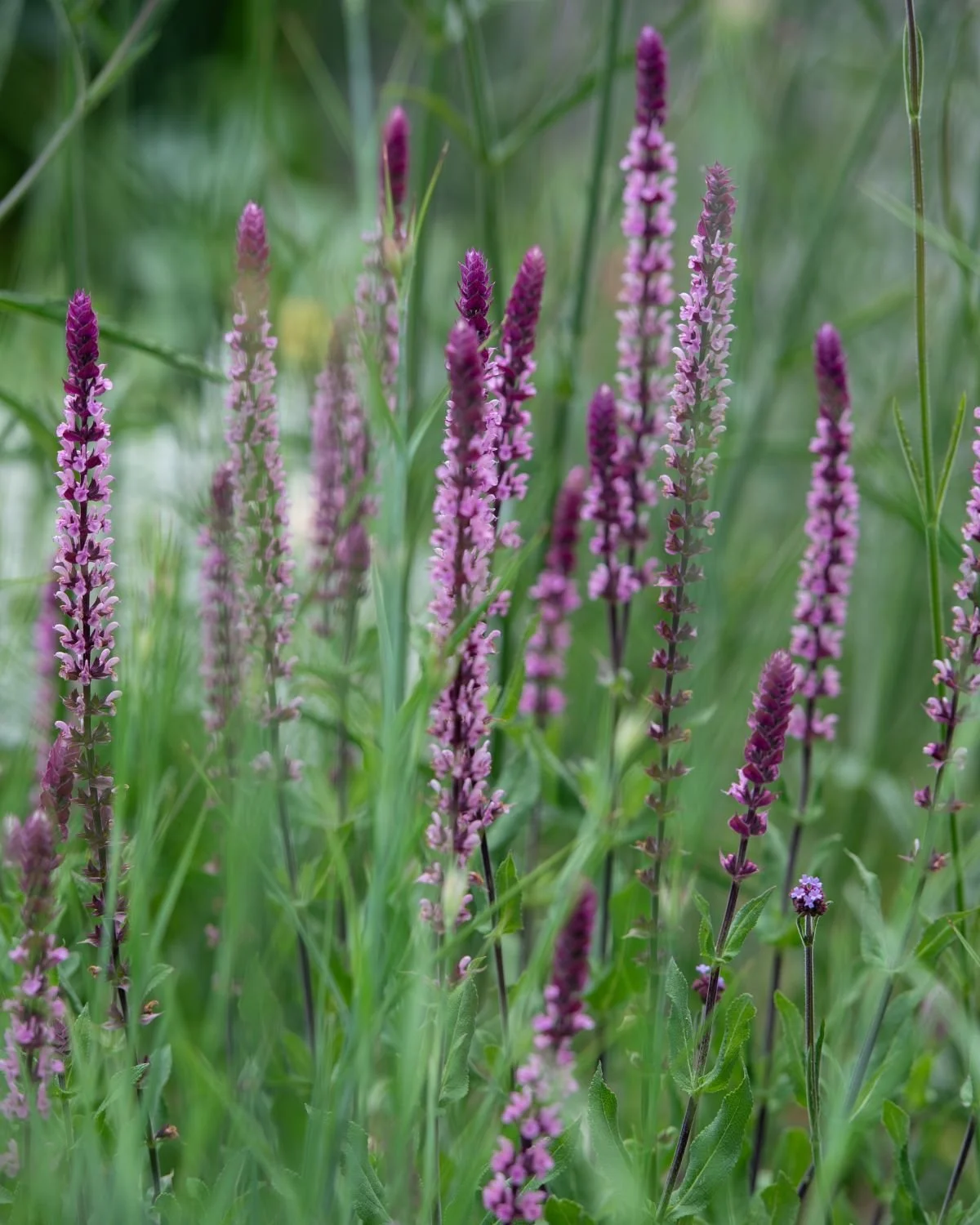 A dense cluster of tall pink-purple salvia nemorosa flower spikes rising from green foliage in a Berkshire garden, with soft green background bokeh. Kipcatphotos.com.

A forest of pink-purple salvia spikes fills the frame in this richly textured clos
