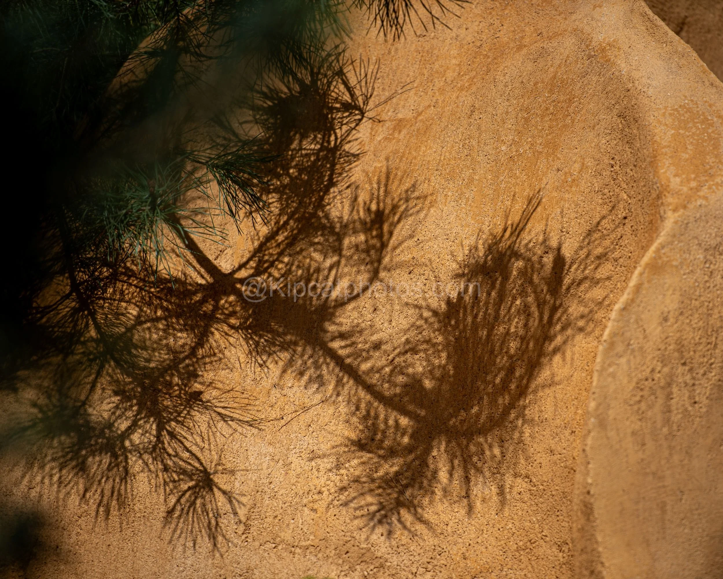 Pine branch shadow cast on an ochre rendered wall in the James Basson garden at RHS Chelsea Flower Show 2026

A graphic study of light and shadow in the James Basson garden at RHS Chelsea Flower Show 2026, showing a pine branch's silhouette cast acro