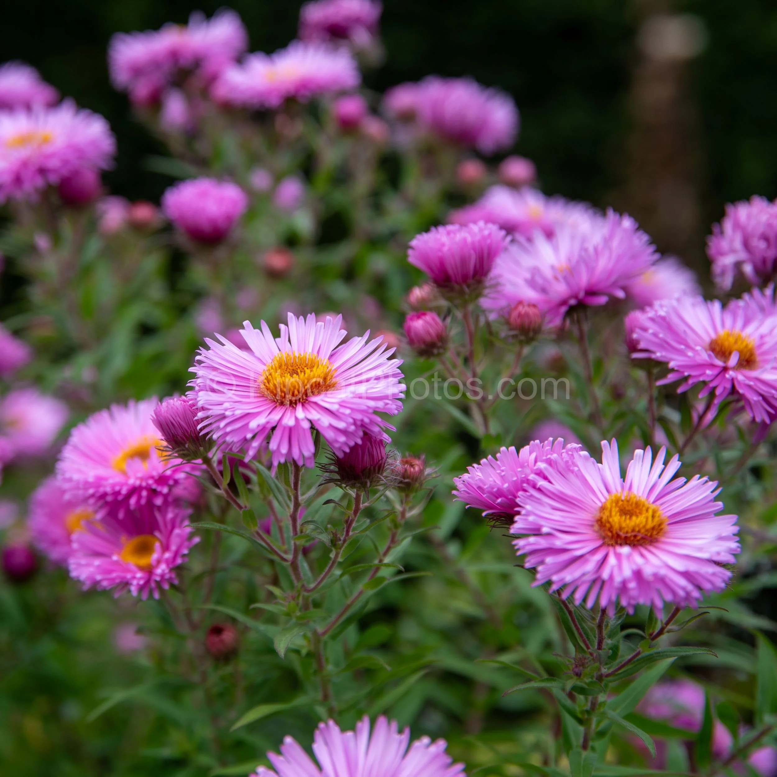 A close-up of bright pink Aster novi-belgii flowers with golden yellow centres in full bloom at Broughton Grange, Oxfordshire, against a soft dark green background. KipcatPhotos.com.

A close-up study of Aster novi-belgii in full autumn flower — the 