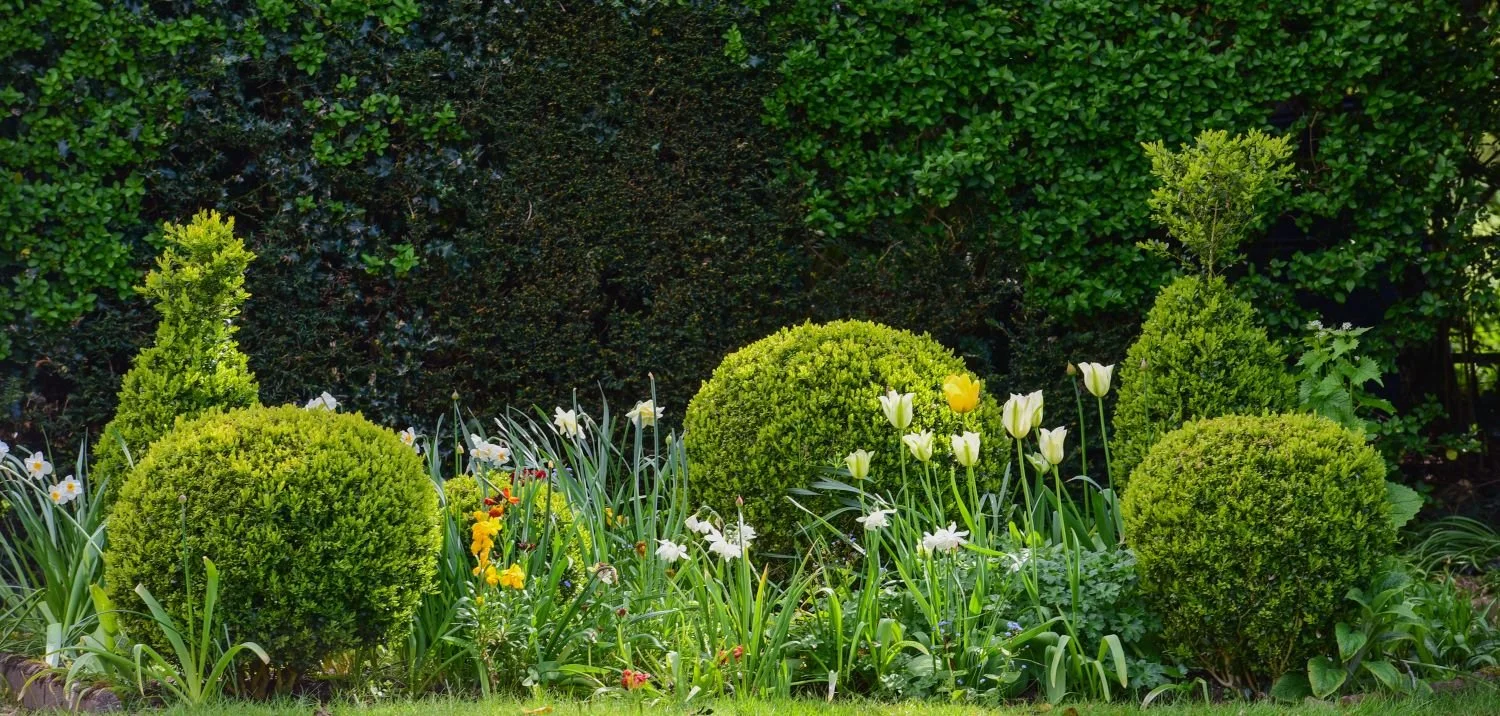 A wide spring border in a Berkshire garden with clipped box balls, a cone topiary, white and yellow tulips, narcissi and mixed spring bulbs against a dark yew hedge background. Kipcatphotos.com.

This generously planted spring border is a masterclass