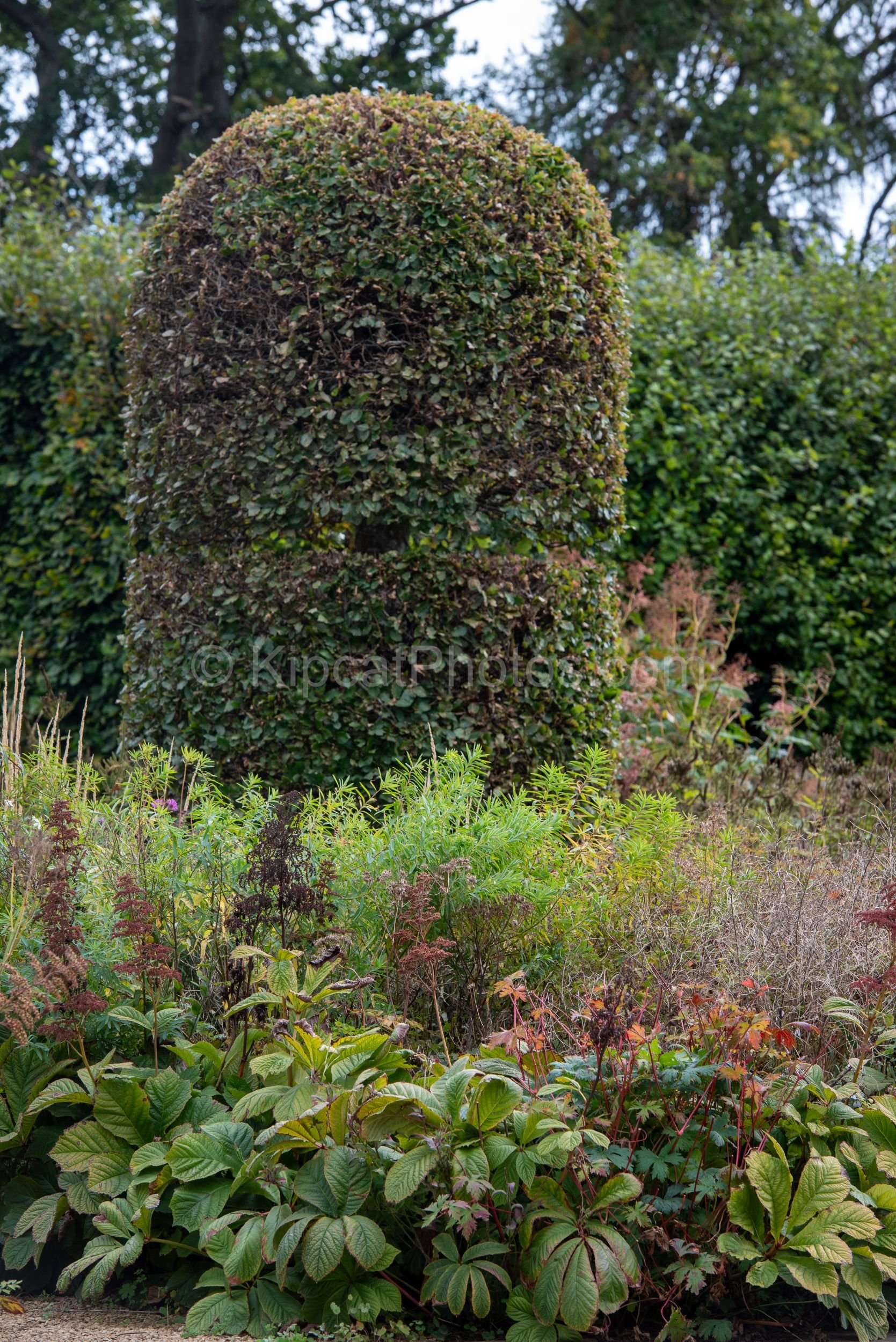A large domed hornbeam topiary column rises above a naturalistic autumn border of rodgersia, euphorbia and fading perennials at Broughton Grange, Oxfordshire, with a beech hedge and parkland trees behind. KipcatPhotos.com.

This close view of one of 