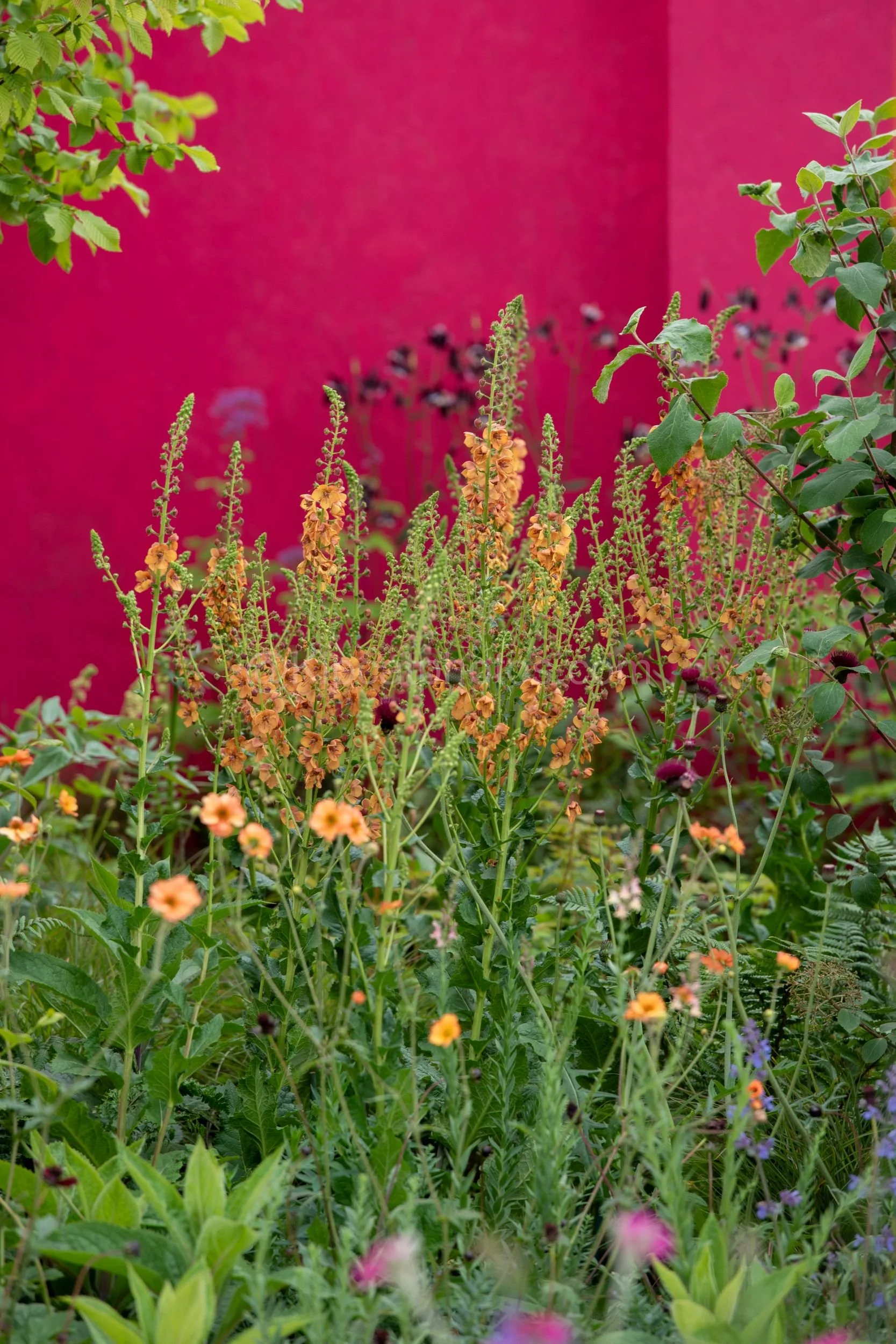 Apricot verbascum spires against a vivid magenta wall in the Nicola Ferrett Cohen garden at RHS Chelsea Flower Show 2026

Tall apricot-orange verbascum spires and orange geums stand out dramatically against a bold magenta-painted wall, with dark scab