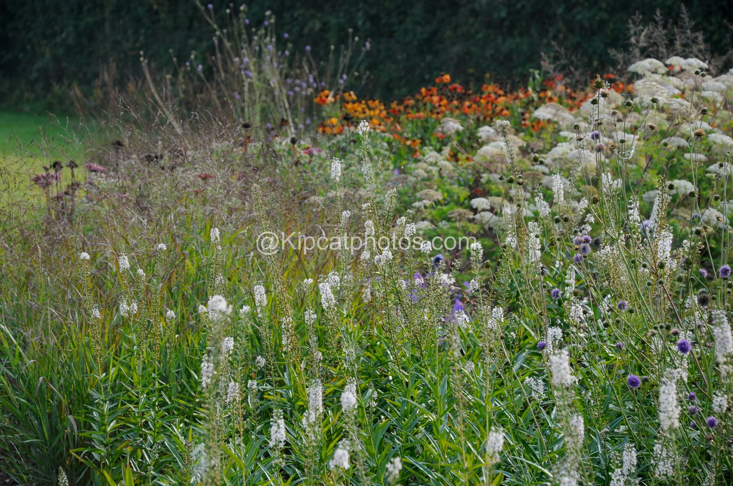 White flower spikes and purple scabious in a naturalistic garden border, with orange helenium glowing in the background in front of a dark green hedge.