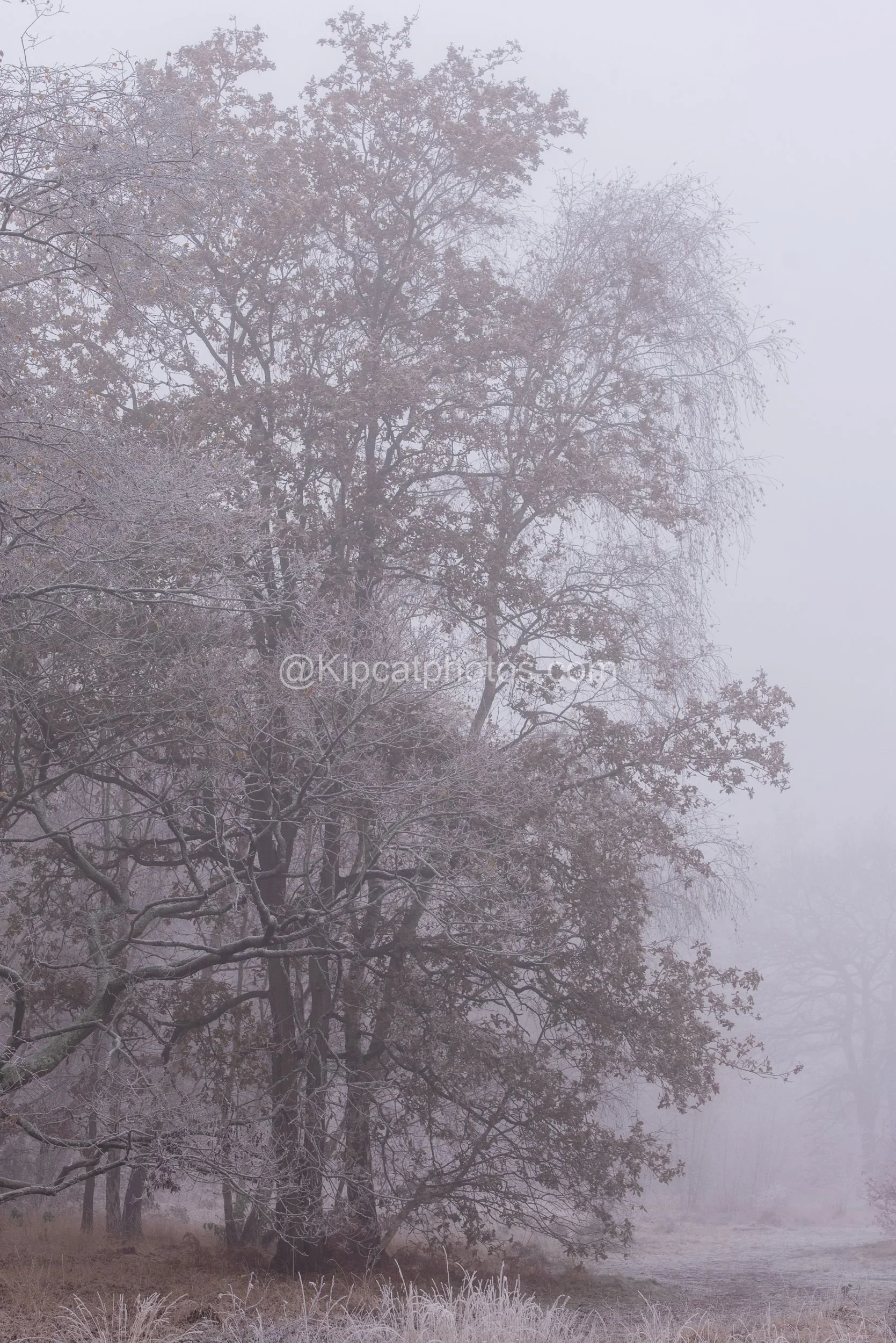 Winter 2 Kipcatphotos.com.jpg