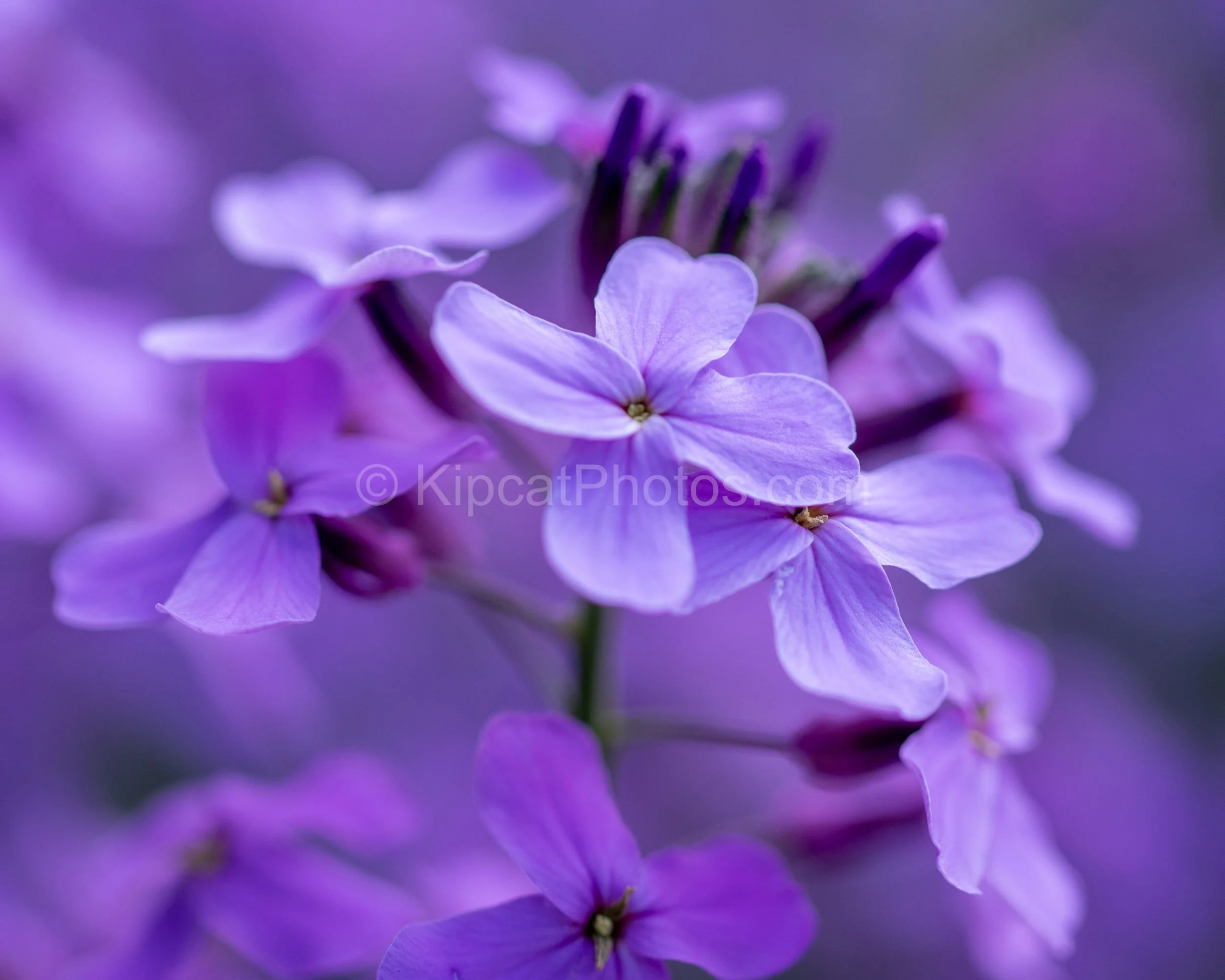 Close-up of clustered purple honesty (Lunaria) flowers at Great Dixter. Kipcatphotos.com

A macro study of purple honesty blossoms, their four-petalled flowers and dark buds rendered in rich detail against a softly blurred violet background. Kipcatph