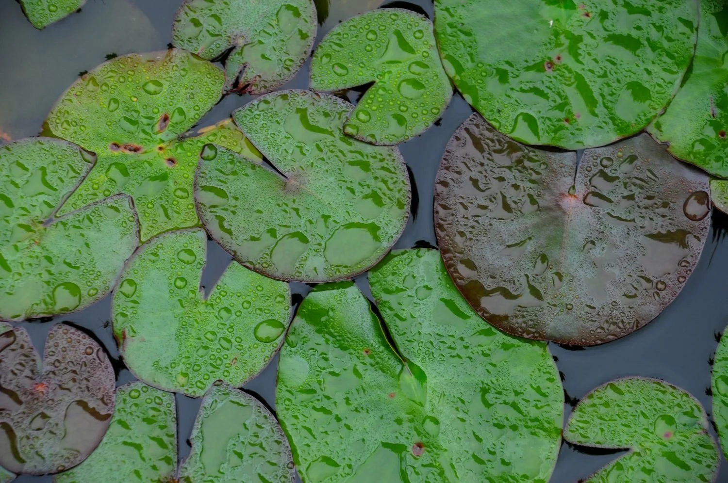 An overhead close-up of water lily pads in green and burgundy, covered in glistening rain droplets on the surface of a garden pond in Berkshire. Kipcatphotos.com.

Seen from directly above, these overlapping lily pads — green and deep burgundy-red — 