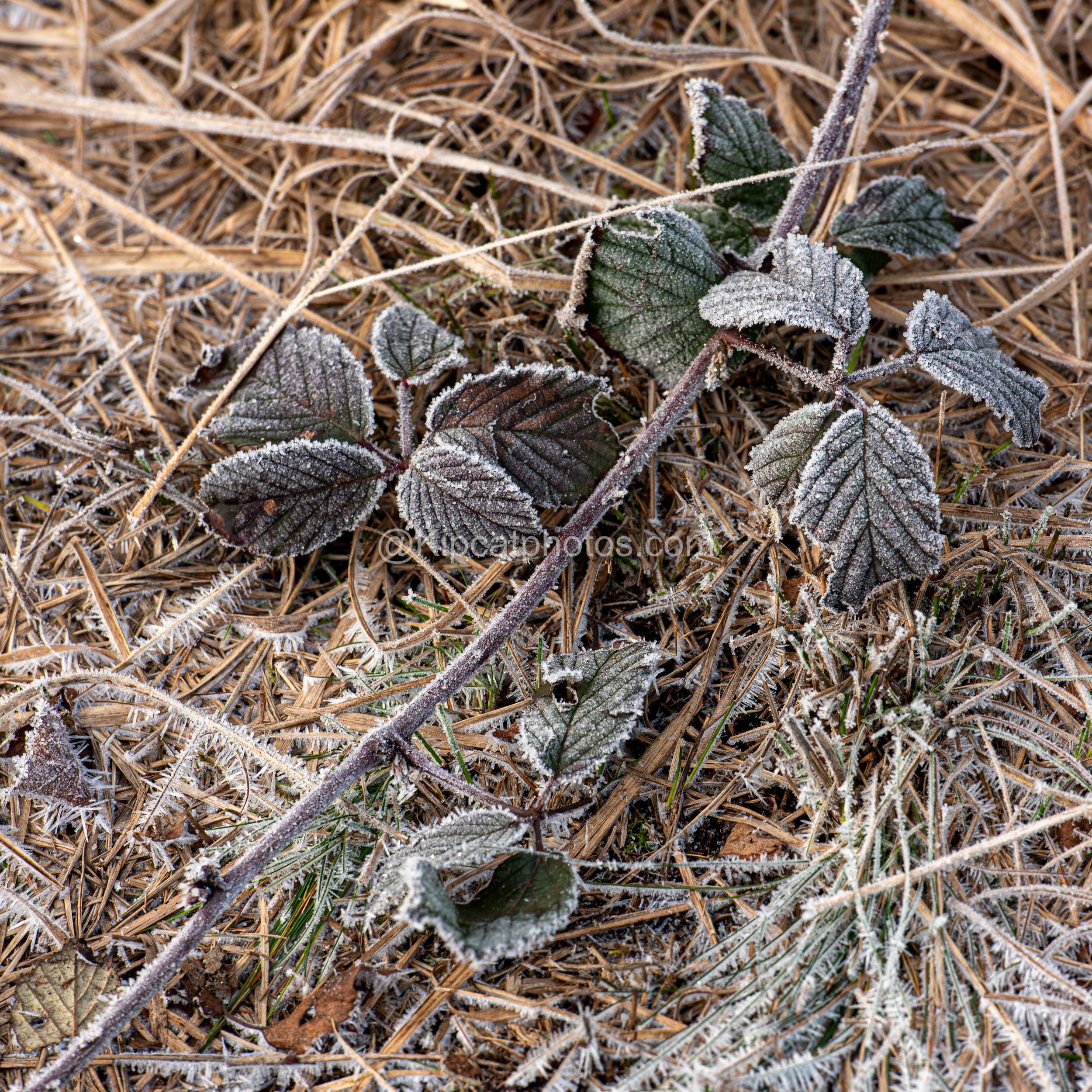 Winter 19 Kipcatphotos.com.jpg