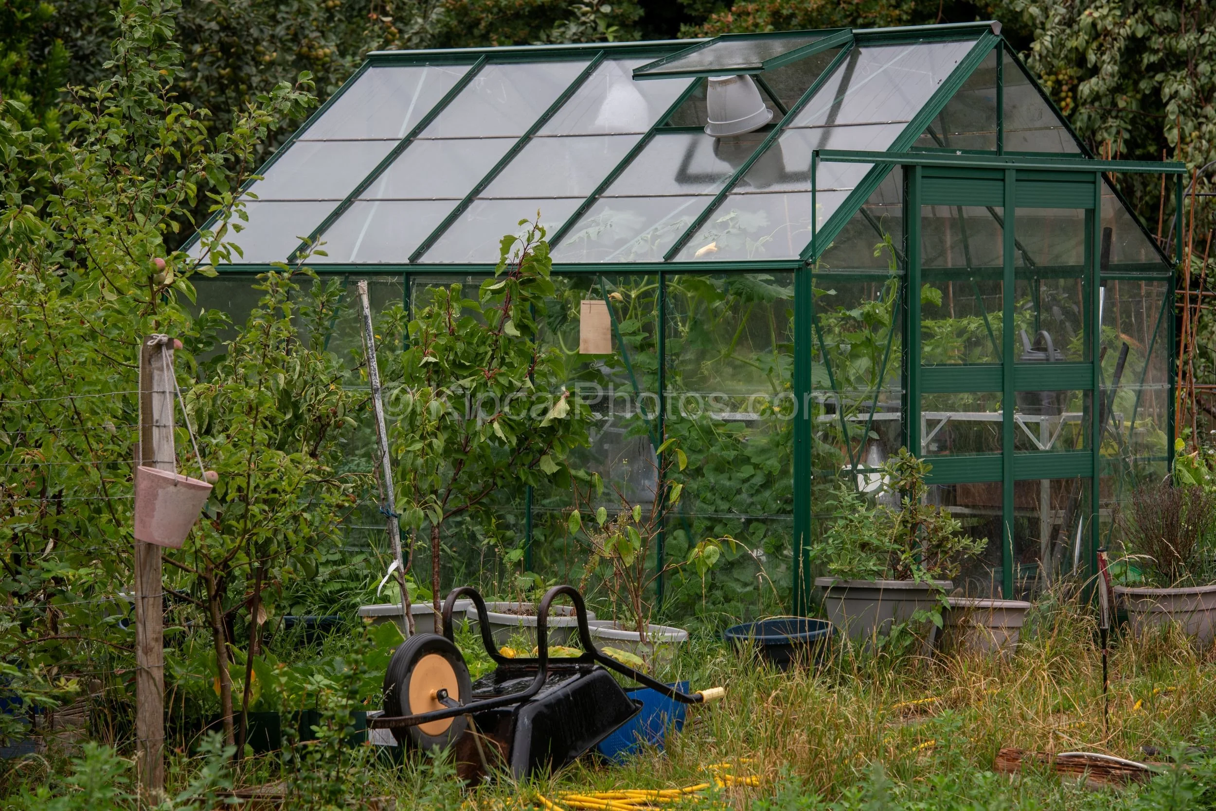 A large green-framed allotment greenhouse with a black wheelbarrow and containers in the foreground, surrounded by overgrown plants, fruit trees and various pots on an overcast day. Kipcatphotos.com.

This well-equipped allotment greenhouse stands at