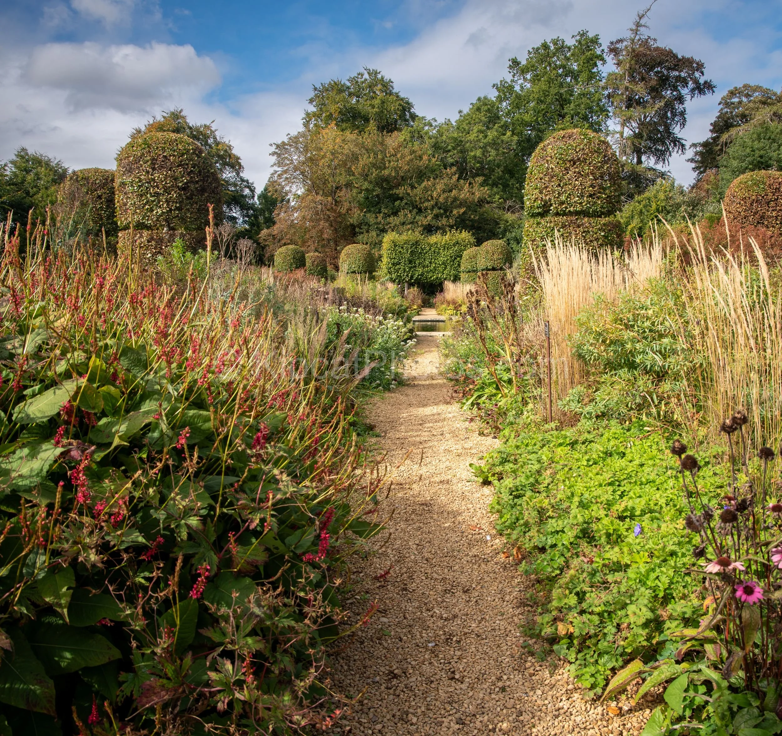 A sunny gravel path runs between wide perennial borders of persicaria, echinacea and golden grasses at Broughton Grange, Oxfordshire, with domed topiary columns framing the view towards a distant water feature. KipcatPhotos.com.

Caught in autumn sun