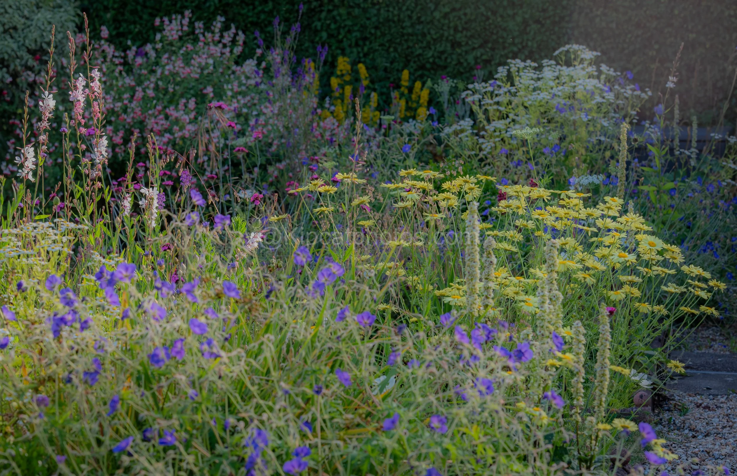 A wide naturalistic summer border in a Berkshire garden at dusk, with purple hardy geraniums, yellow anthemis daisies, pale verbascum spikes, pink gaura, crimson dianthus and white ammi majus along a gravel path. Kipcatphotos.com.

This wide-angle vi