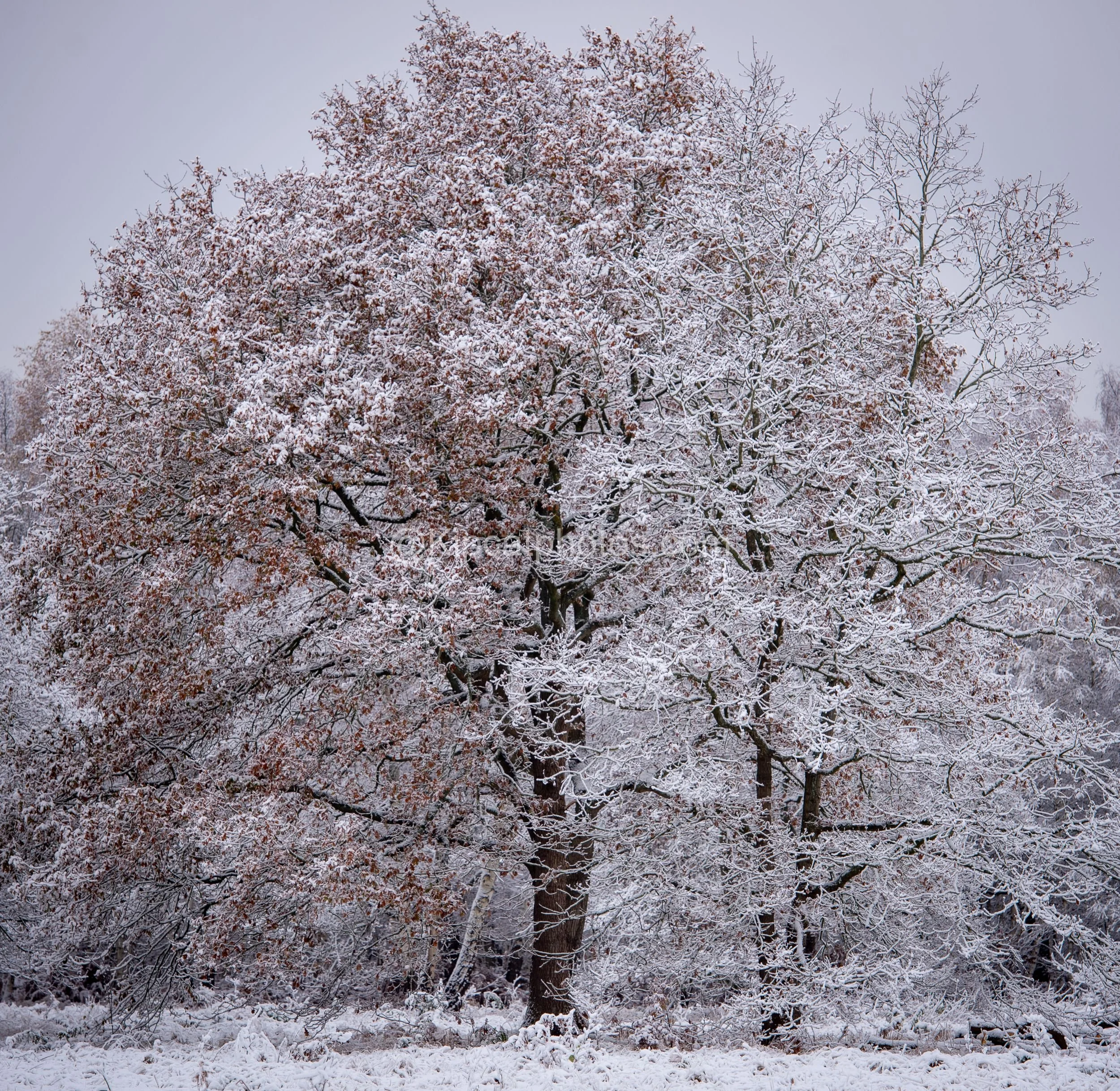 Winter 17 Kipcatphotos.com.jpg