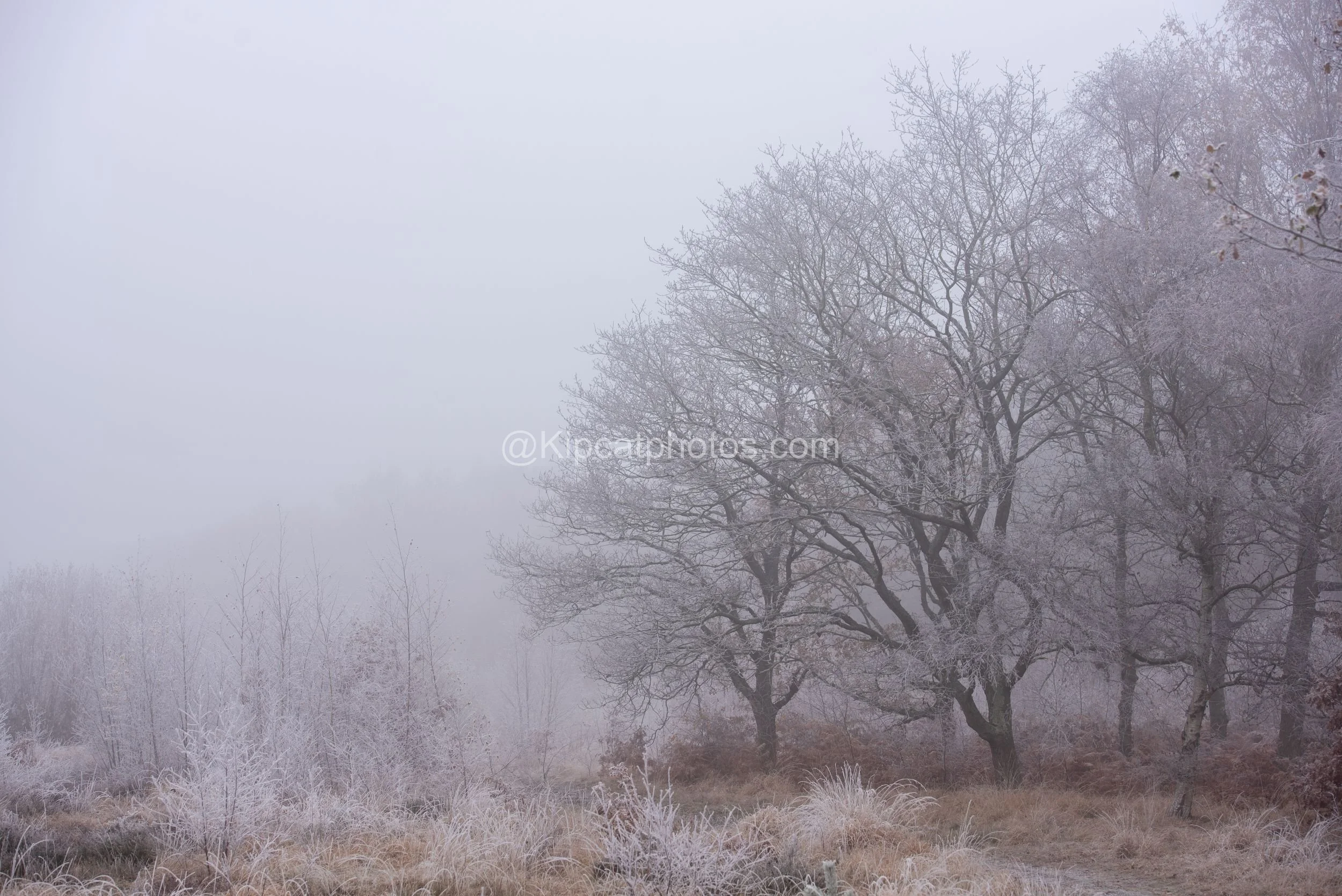 Winter 8 Kipcatphotos.com.jpg