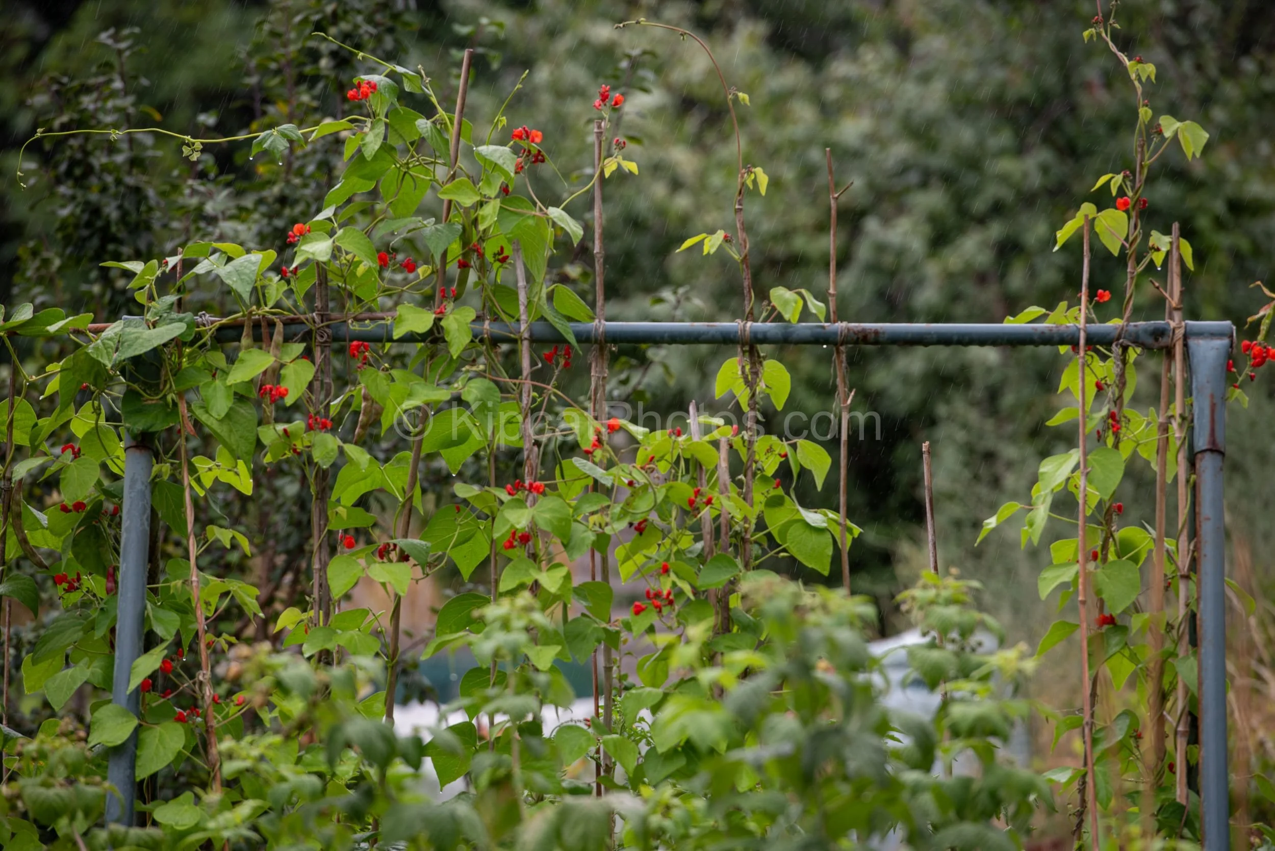 Runner bean plants with bright red flowers climbing bamboo canes on a metal frame, photographed in the rain on an allotment with a green backdrop. Kipcatphotos.com.

Scarlet runner bean flowers dot the lush green foliage as plants scramble up their c