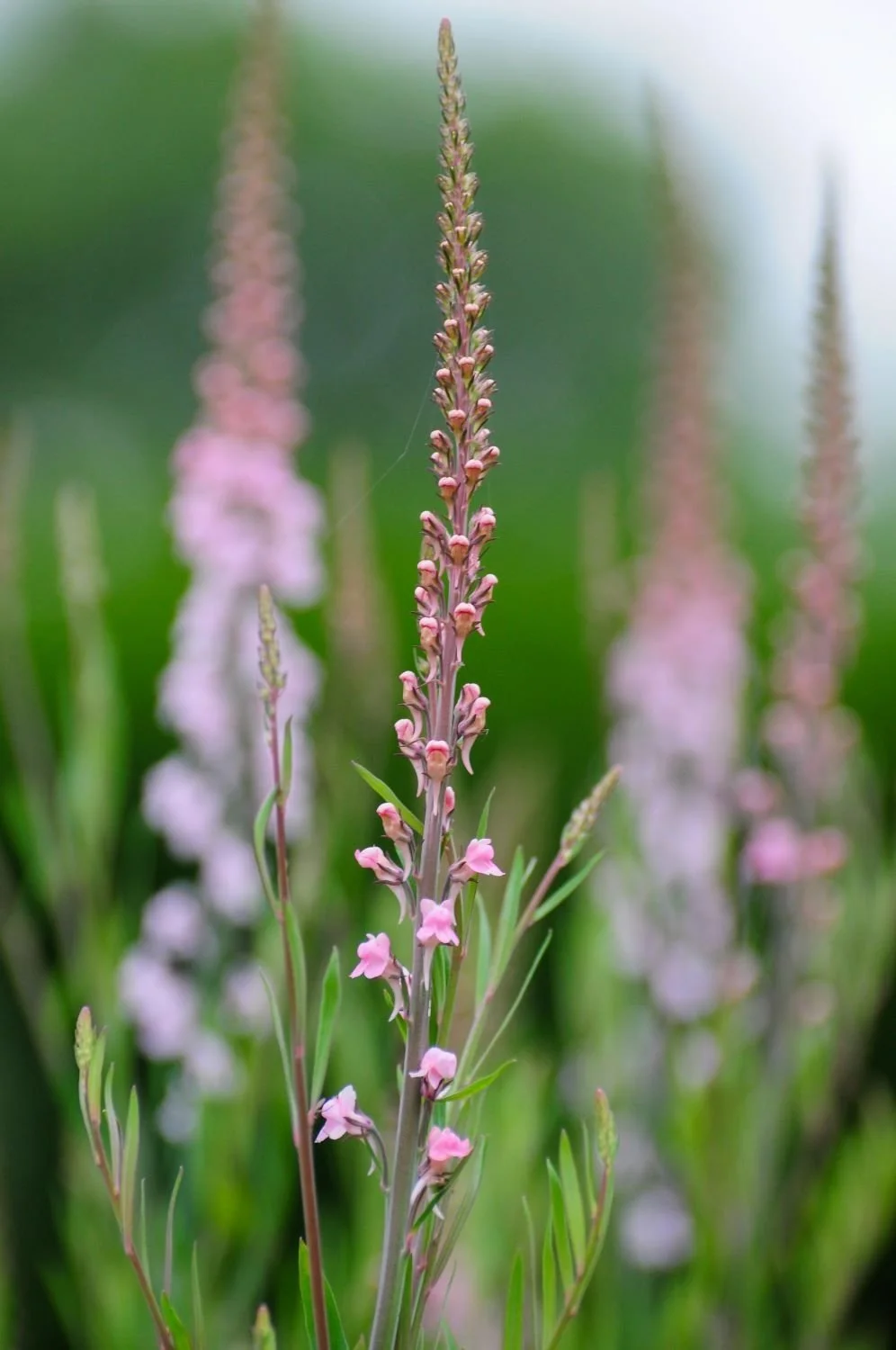 A close-up of slender pink linaria flower spikes in a Berkshire garden border, with multiple blurred spikes of the same plant creating a soft, layered background of pale pink and green. Kipcatphotos.com.

These delicate linaria spikes — their tiny sn