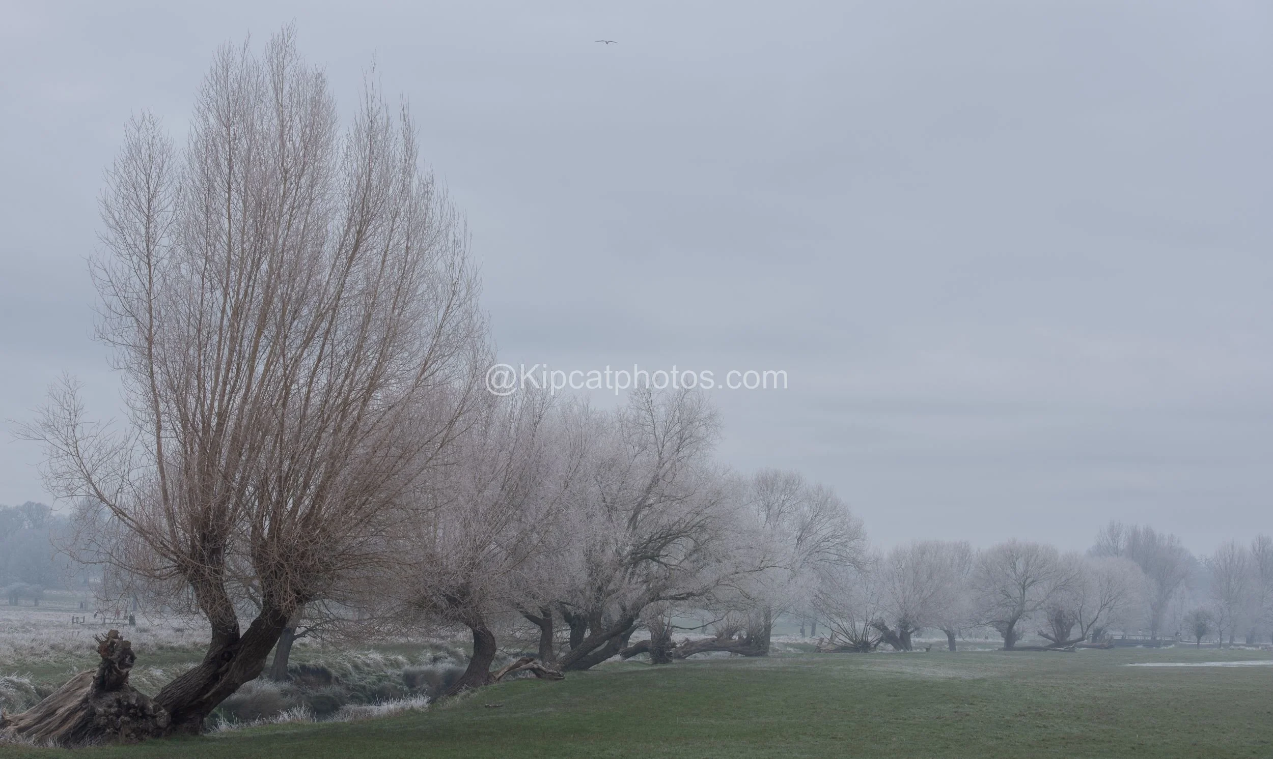 Winter 23 Kipcatphotos.com.jpg