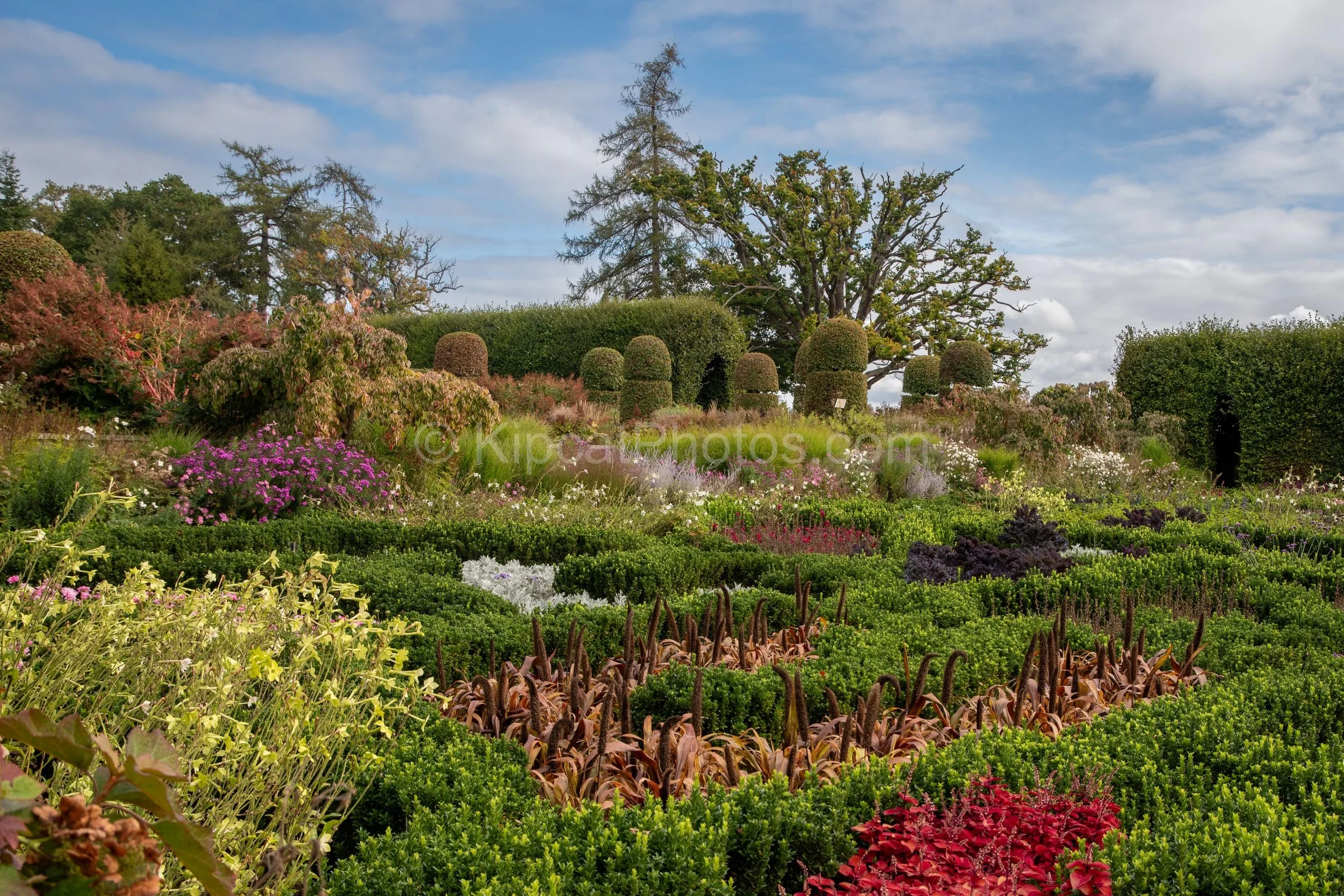 An aerial-style view of the parterre garden at Broughton Grange, Oxfordshire, showing low box hedging enclosing colourful seasonal bedding of red coleus, white senecio and purple aster, with domed topiary beyond and ancient parkland trees in the back