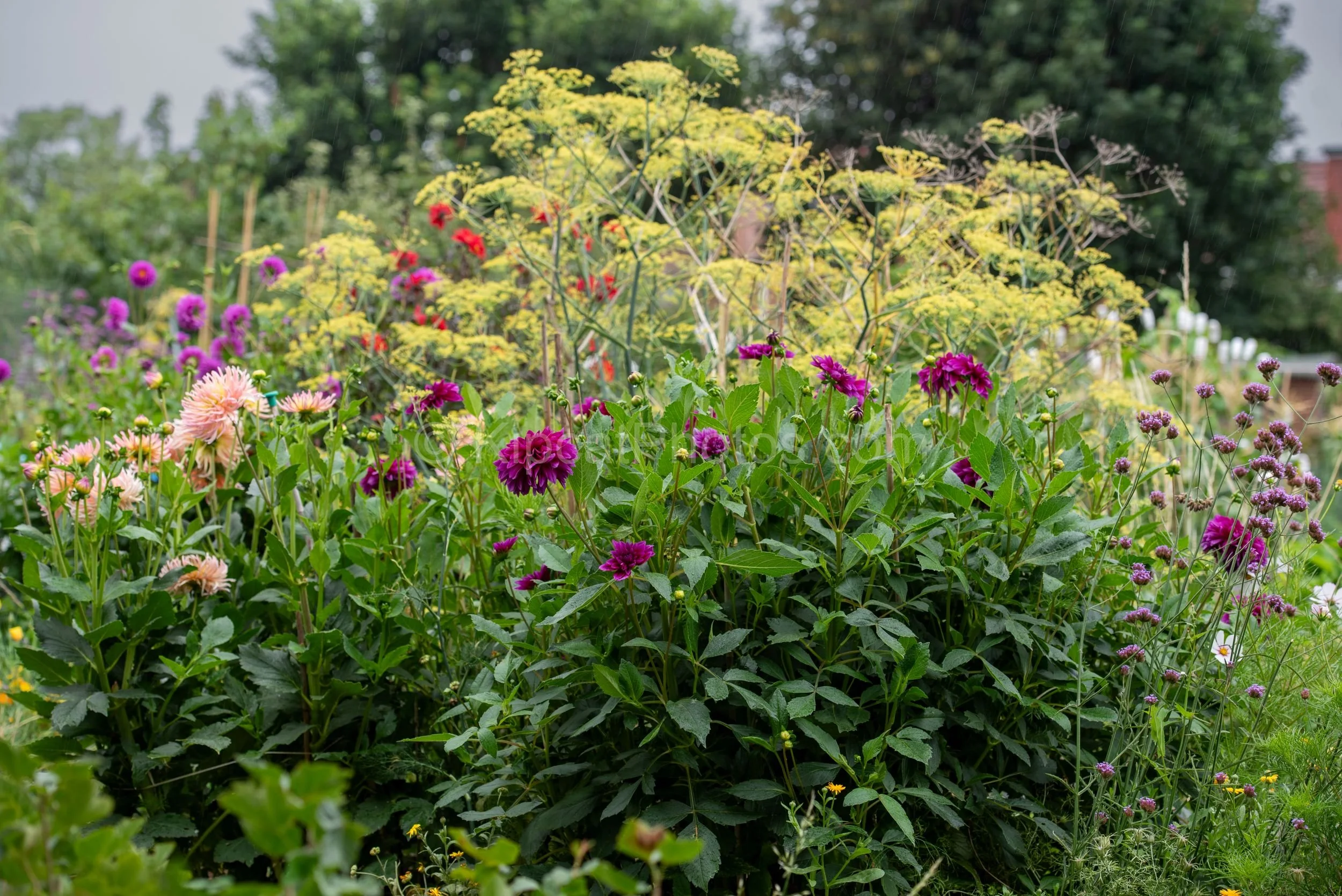 A colourful allotment border in the rain, packed with purple, magenta and peach dahlias, fennel in flower, and other wildflowers against an overcast sky. Kipcatphotos.com.

Even under a grey, rain-laden sky this allotment border blazes with colour — 