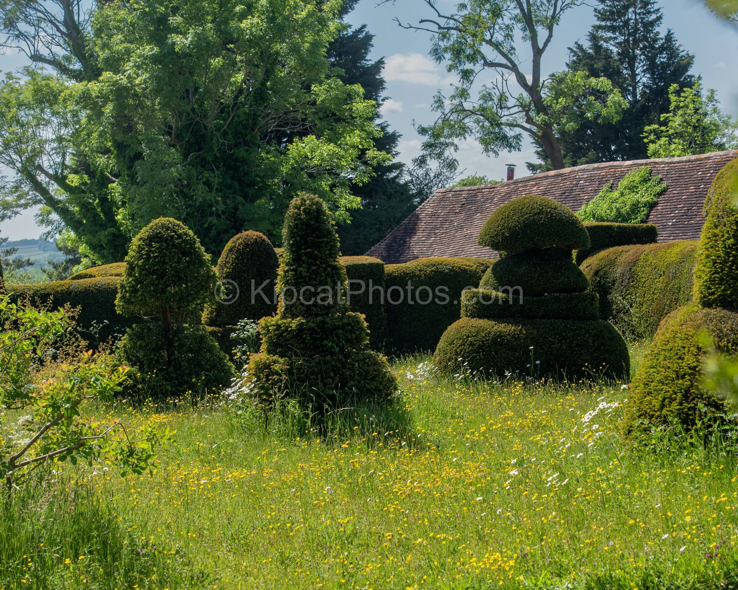 Whimsical cloud-pruned topiary shapes rise from a buttercup meadow in front of the tiled roof at Great Dixter. Kipcatphotos.com

A collection of eccentric, hand-clipped yew topiary shapes, some like mushrooms and others like abstract totems, punctuat