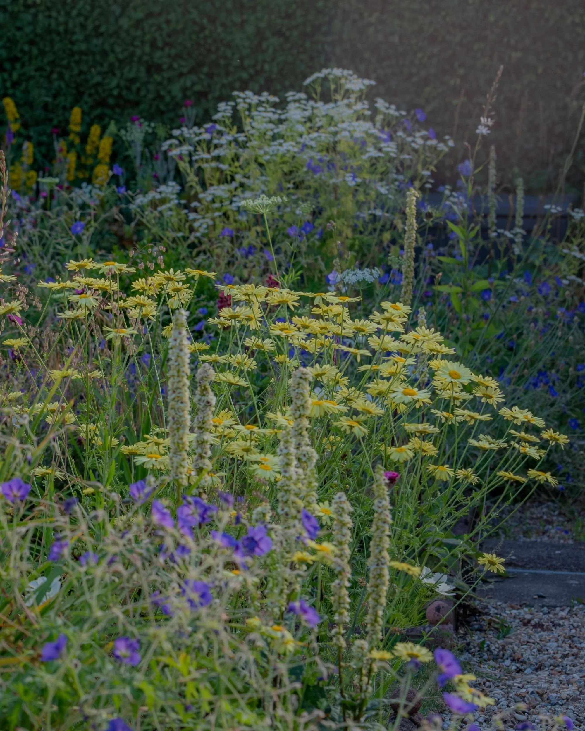 A wide naturalistic summer border in a Berkshire garden at dusk, with purple hardy geraniums, yellow anthemis daisies, pale verbascum spikes, pink gaura, crimson dianthus and white ammi majus along a gravel path. Kipcatphotos.com.

This wide-angle vi