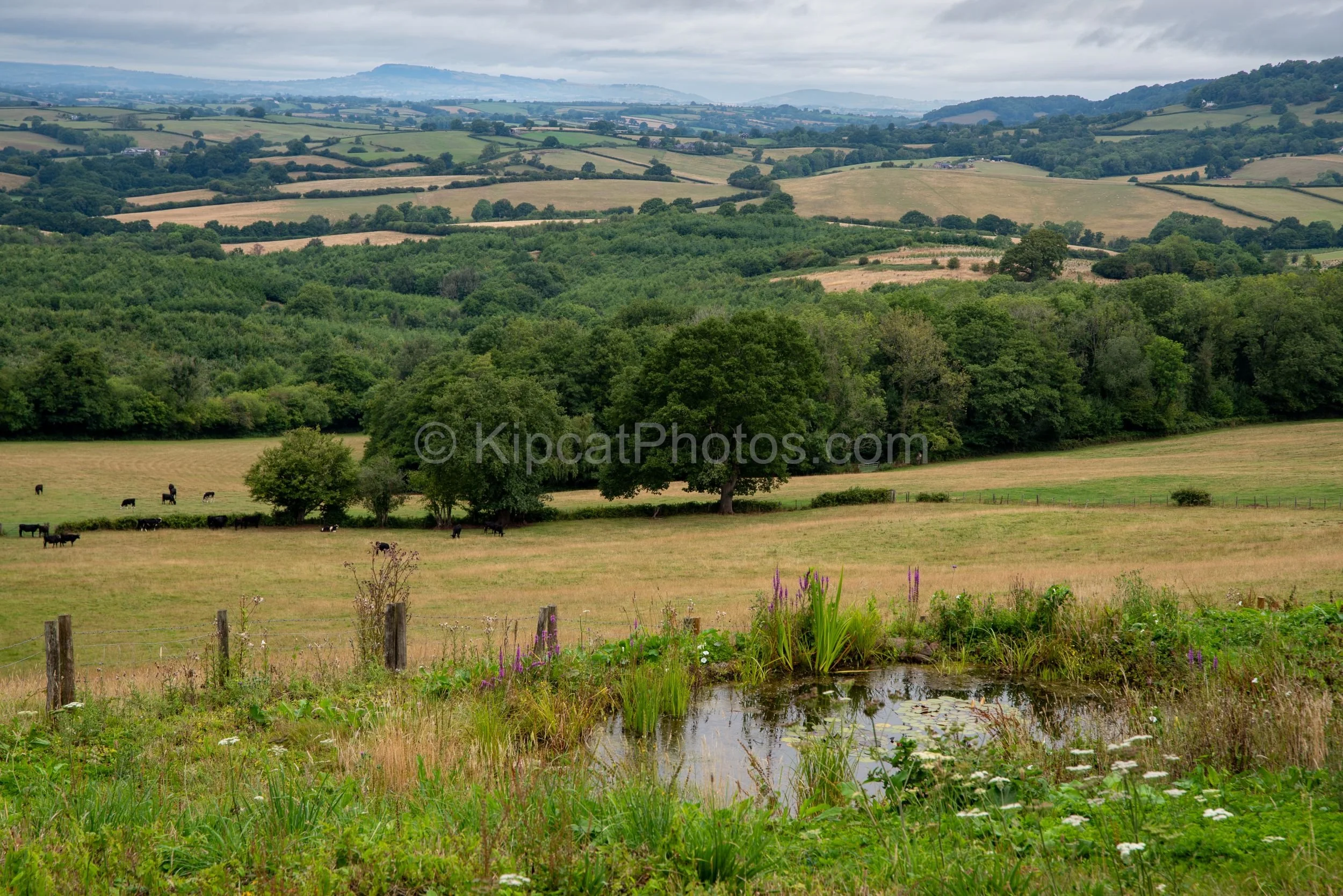 Monmouthshire garden 15 Kipcatphotos.com.jpg