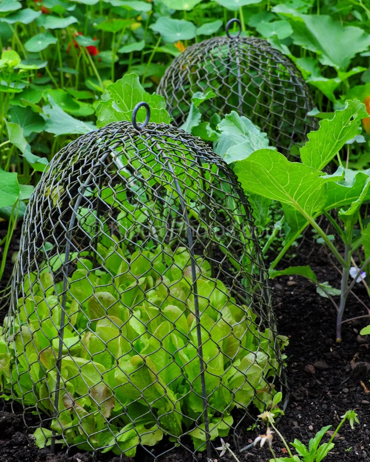 allt-y-bela-wire-cloches-lettuce-kitchen-garden.jpg.jpg