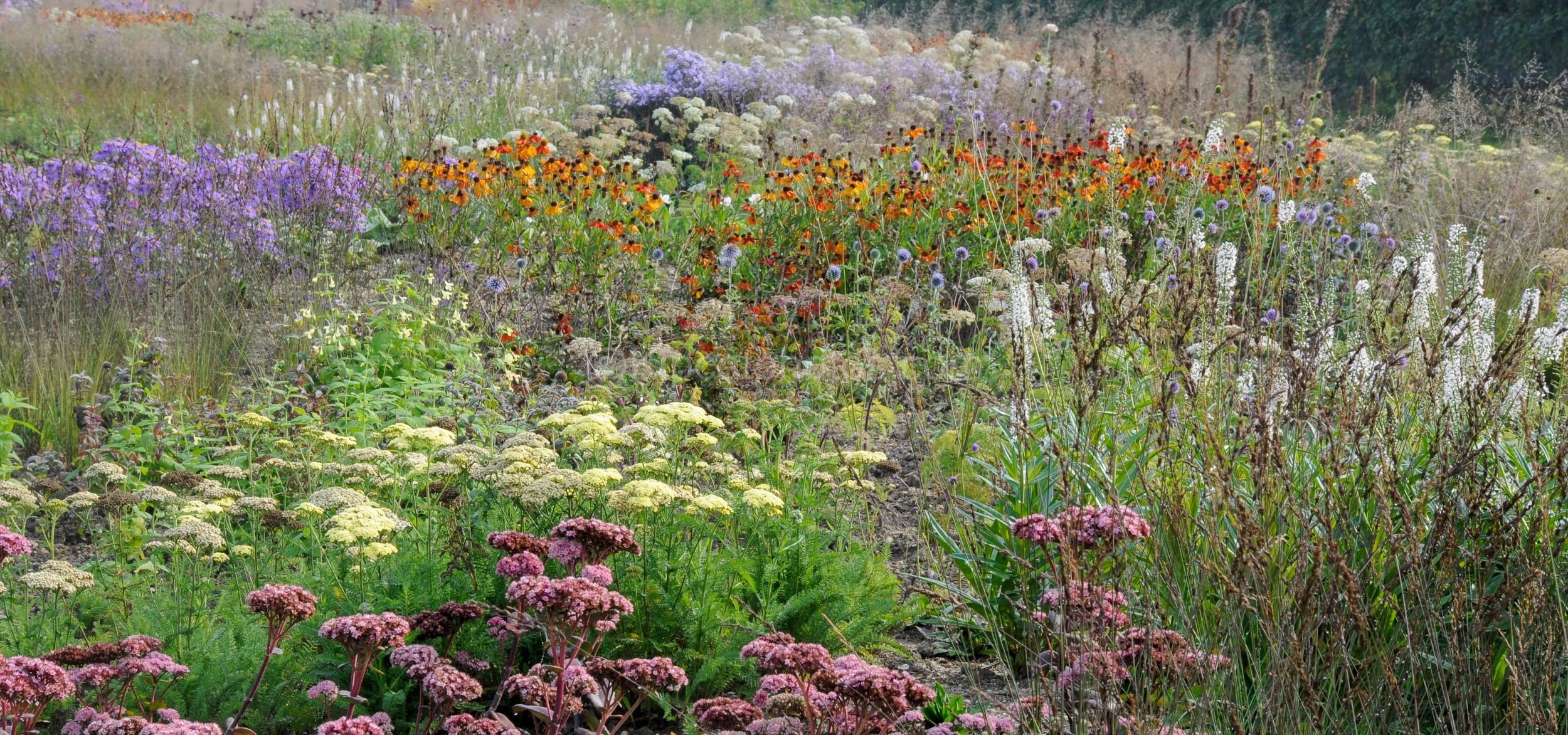 Panoramic view of a layered garden border, from pink sedum and yellow yarrow in front to orange helenium, purple asters and white flower spikes beyond.