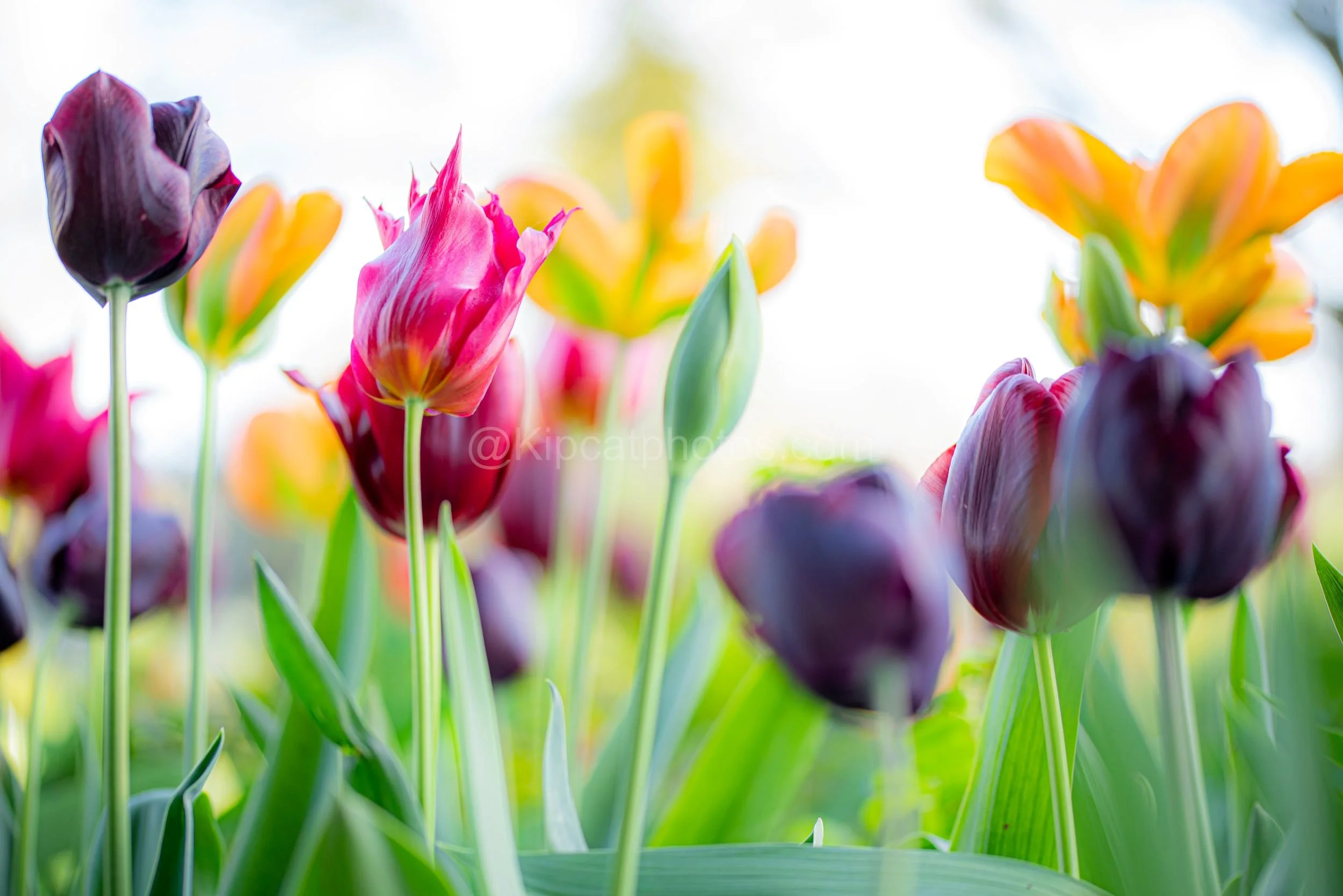 Tutti-fruitt tulips Kipcatphotos.jpg