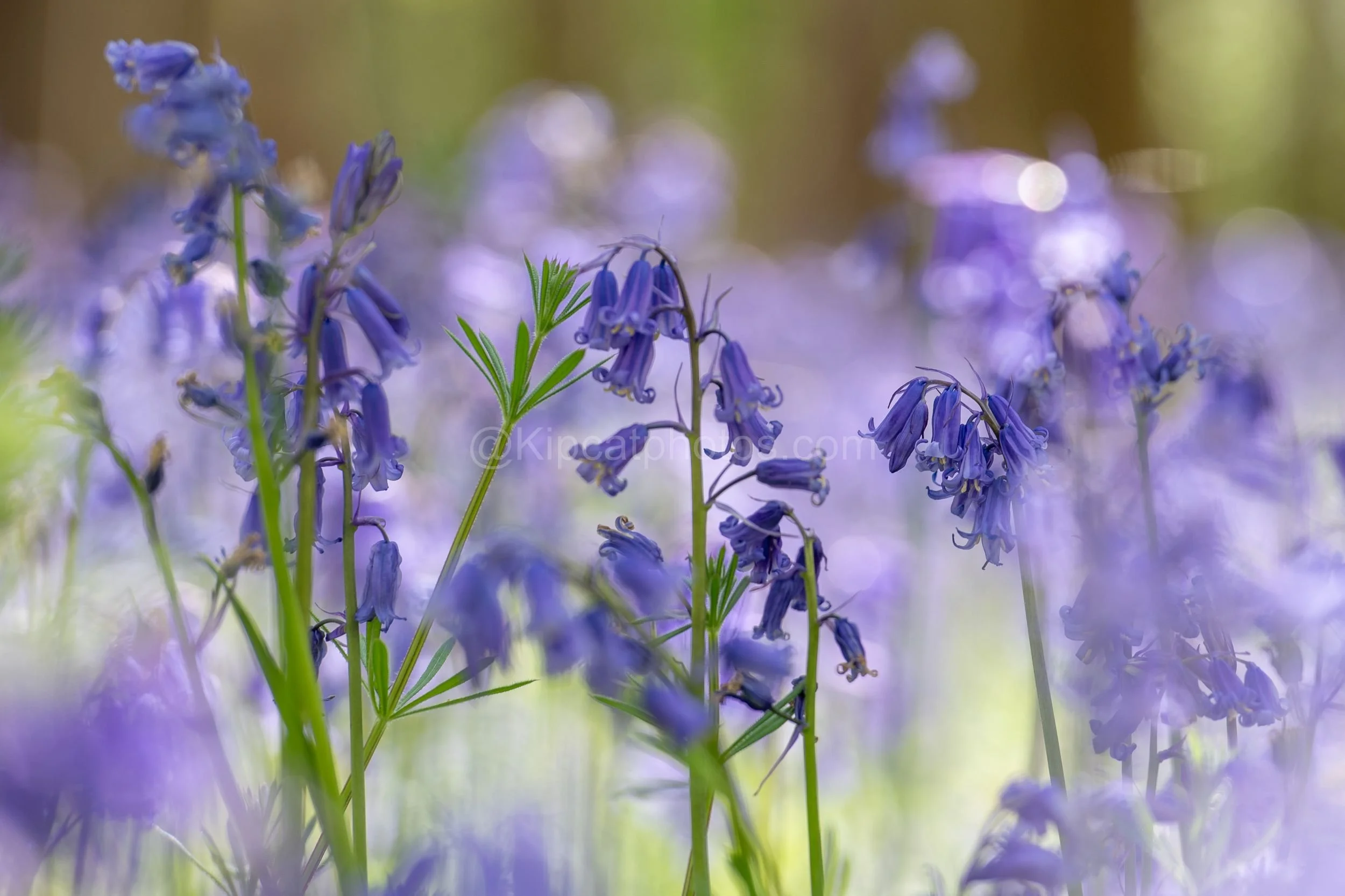 Bluebells 1 Kipcatphotos.jpg