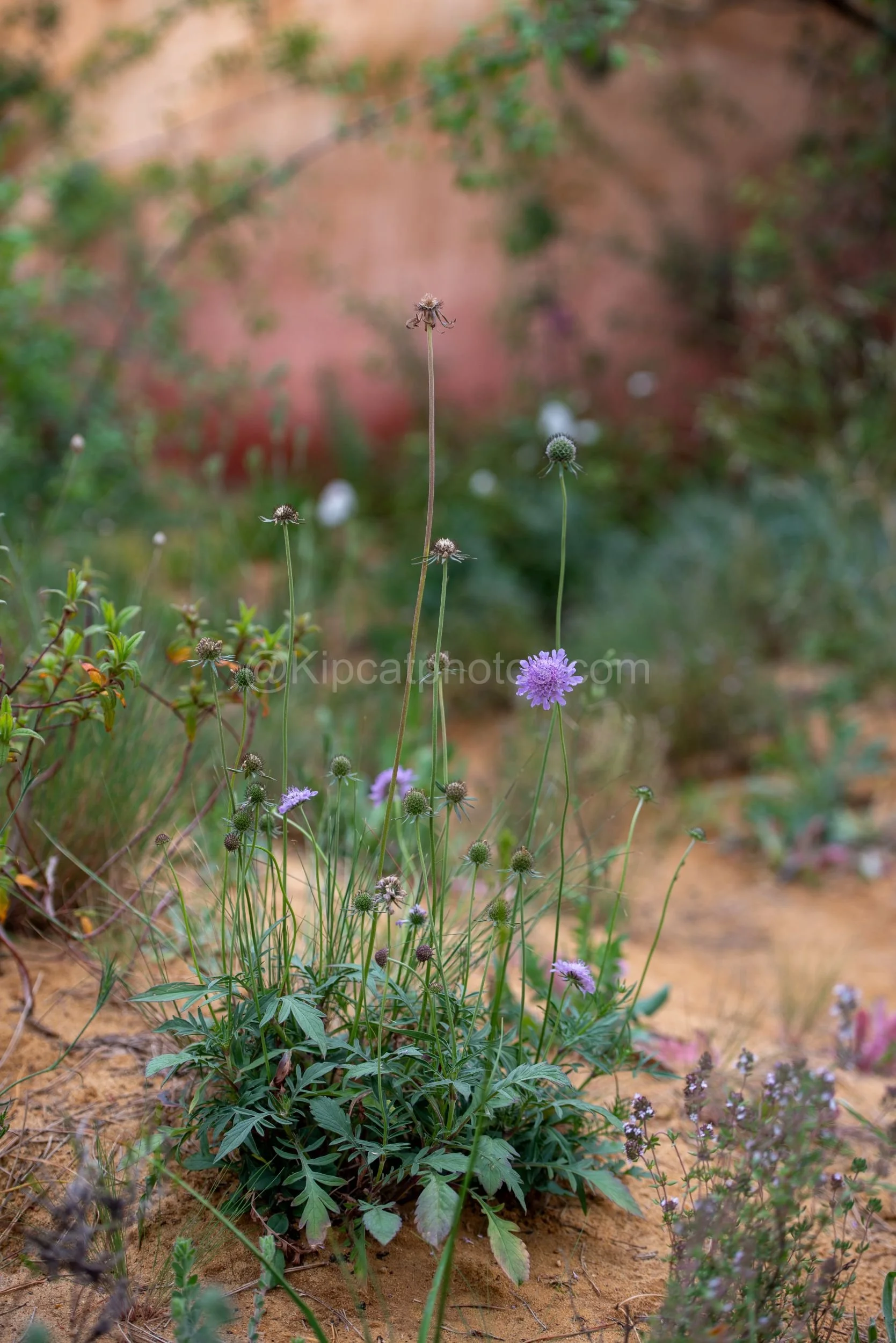 Purple scabious flowers growing in sandy dry-garden planting in the James Basson garden at RHS Chelsea Flower Show 2026

Delicate purple scabious flowers on tall wiry stems rise from sandy, drought-tolerant planting in the James Basson garden at RHS 
