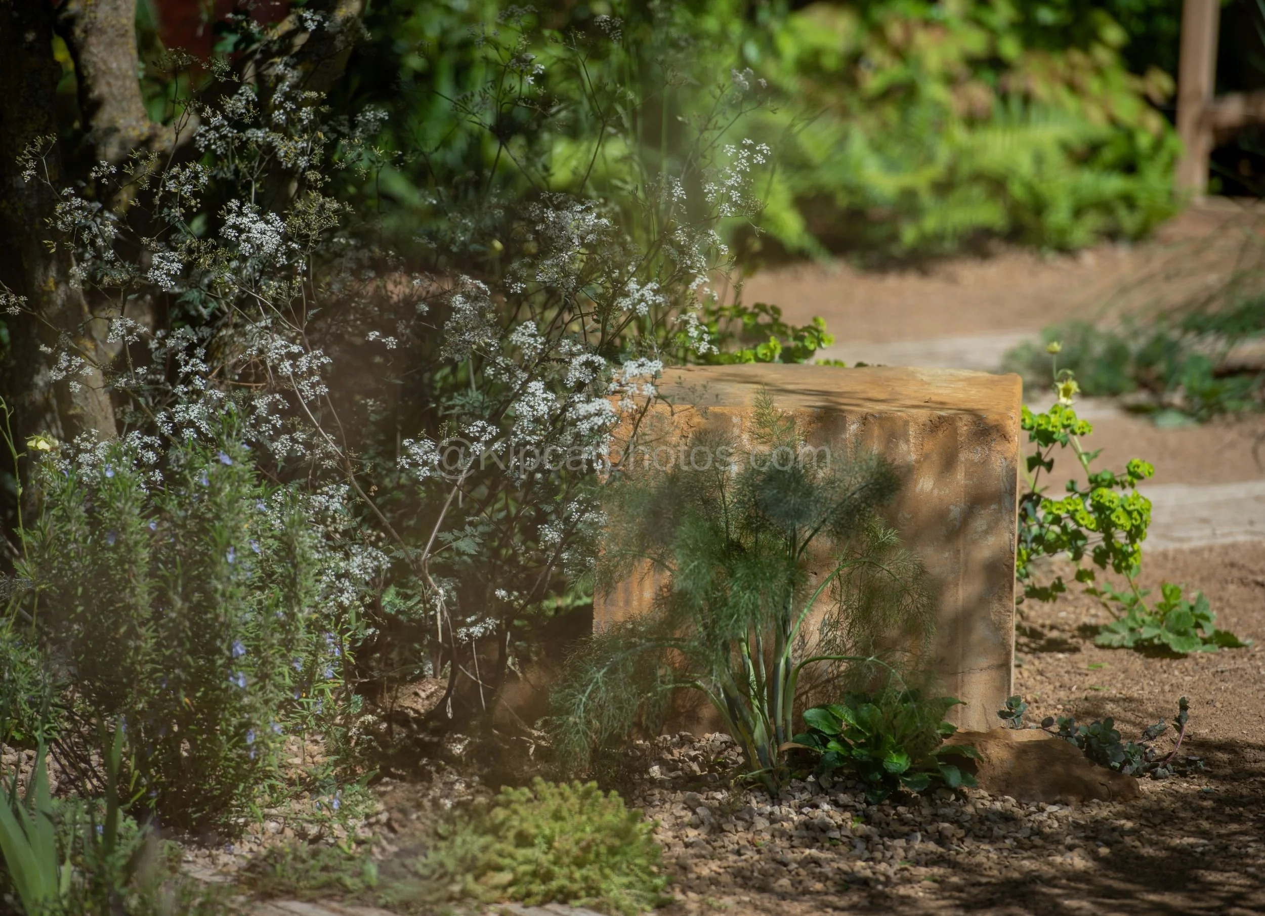 Golden hour light on cow parsley and a concrete block in the Joe & Laura Carey garden at RHS Chelsea Flower Show 2026

Warm evening light filters through white cow parsley and euphorbia beside a textured concrete plinth, in the Joe & Laura Carey gard