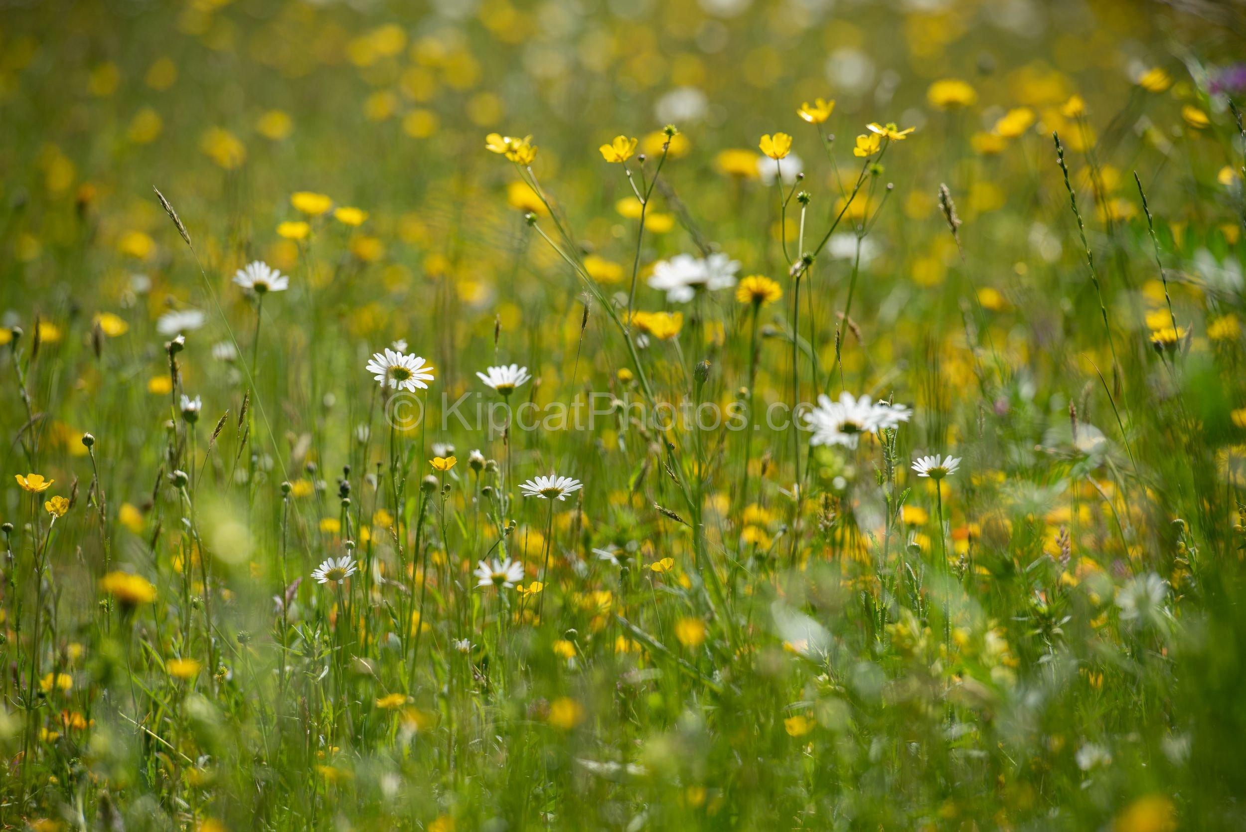 Ox-eye daisies and buttercups dot a sunlit wildflower meadow at Great Dixter. Kipcatphotos.com

A close view of Great Dixter's wildflower meadow in early summer, where white ox-eye daisies mingle with golden buttercups among tall meadow grasses. Kipc