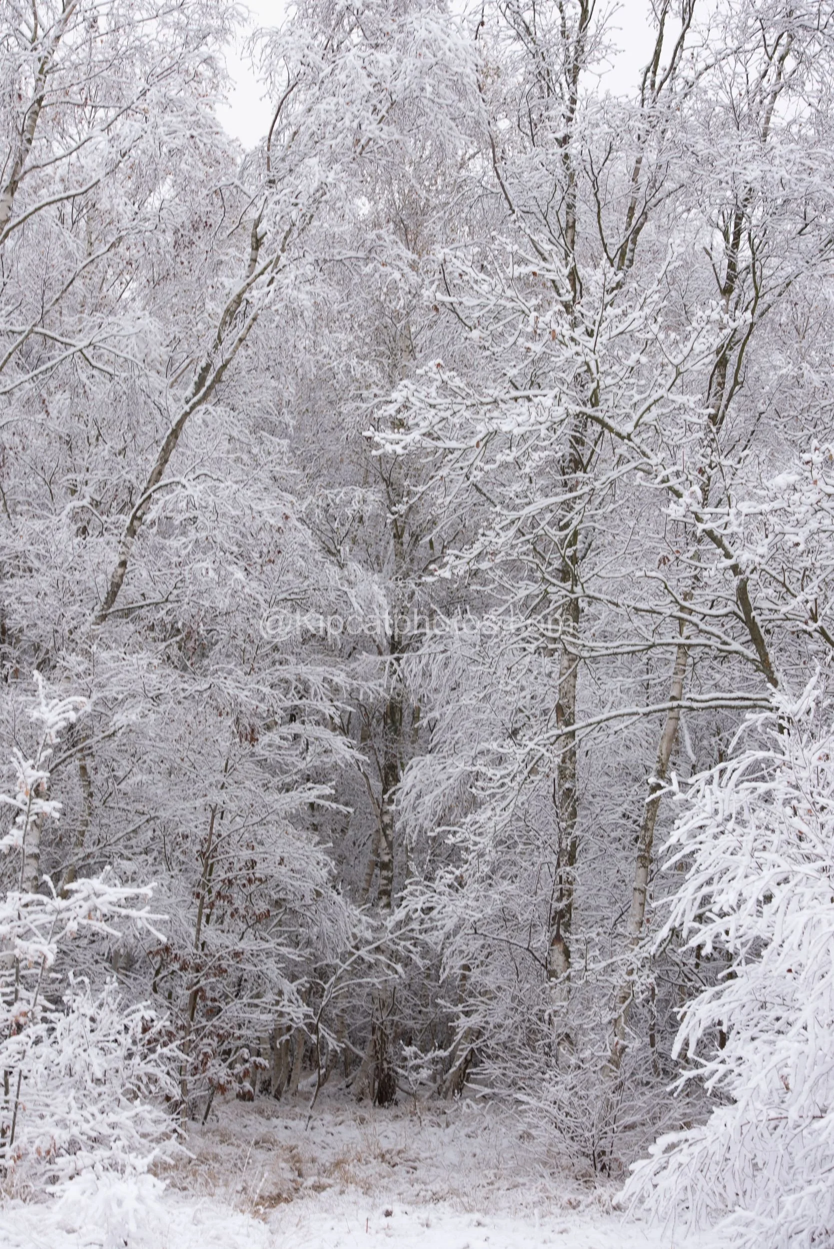 Winter 15 Kipcatphotos.com.jpg