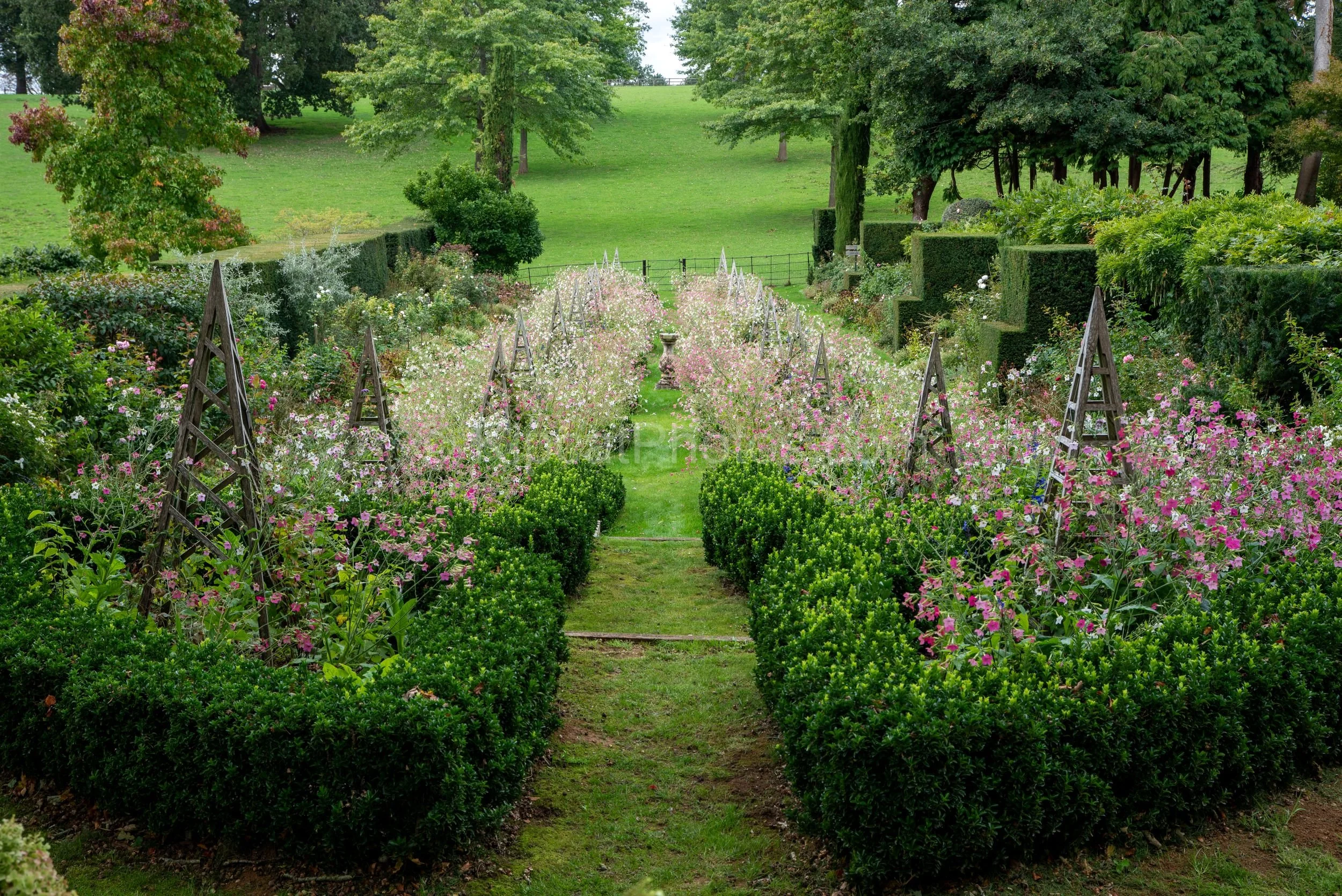 A formal parterre of clipped box squares, wooden obelisks and pink and white sweet peas at Broughton Grange, Oxfordshire, viewed from above, with a stone urn, yew hedging and parkland hillside visible beyond. KipcatPhotos.com.

Viewed from above, thi