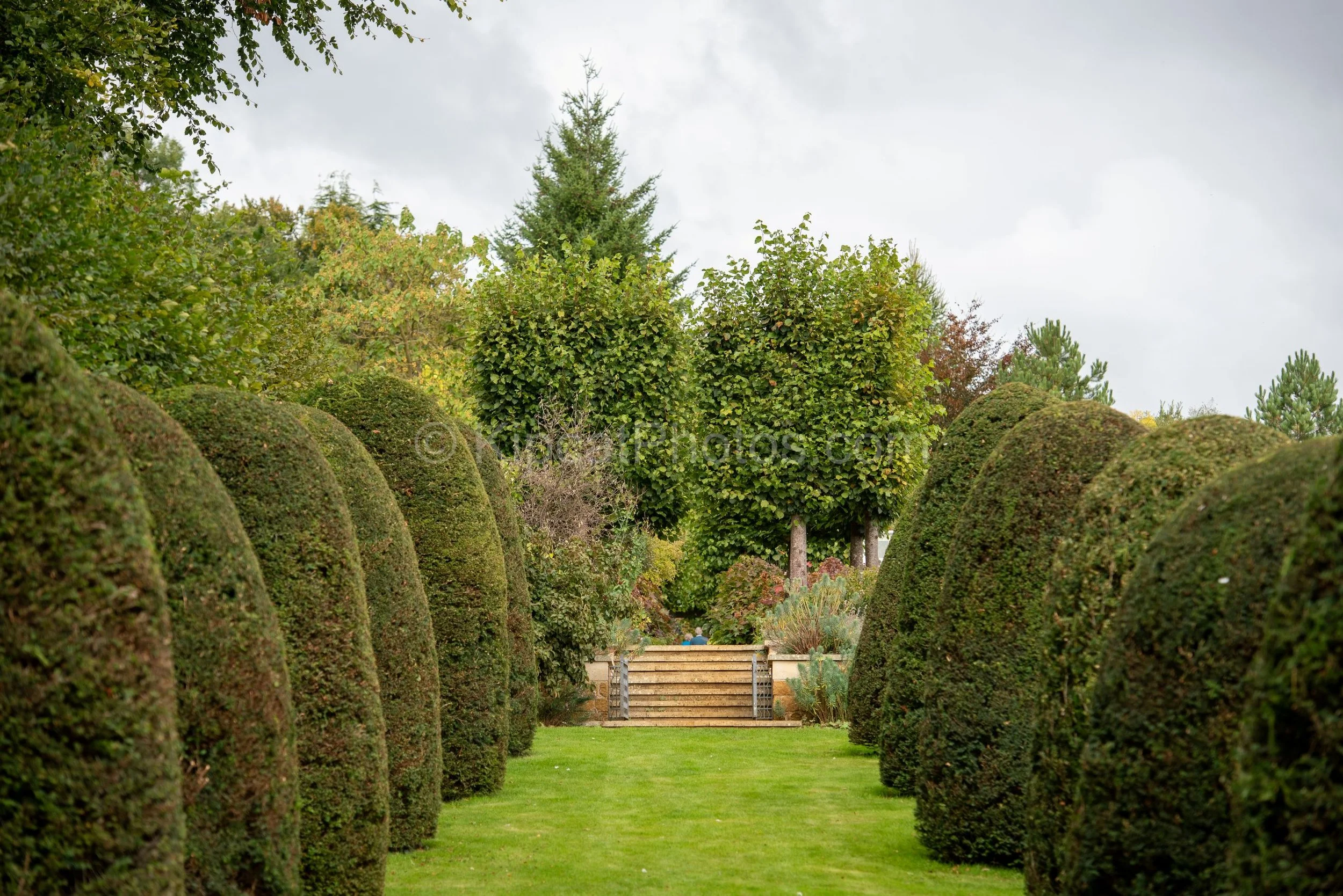 A grass avenue flanked by a double row of large domed yew topiary leads towards wide stone steps and a pleached lime tree walk at Broughton Grange, Oxfordshire, with the arboretum and autumn trees beyond. KipcatPhotos.com.

This view along the dome t