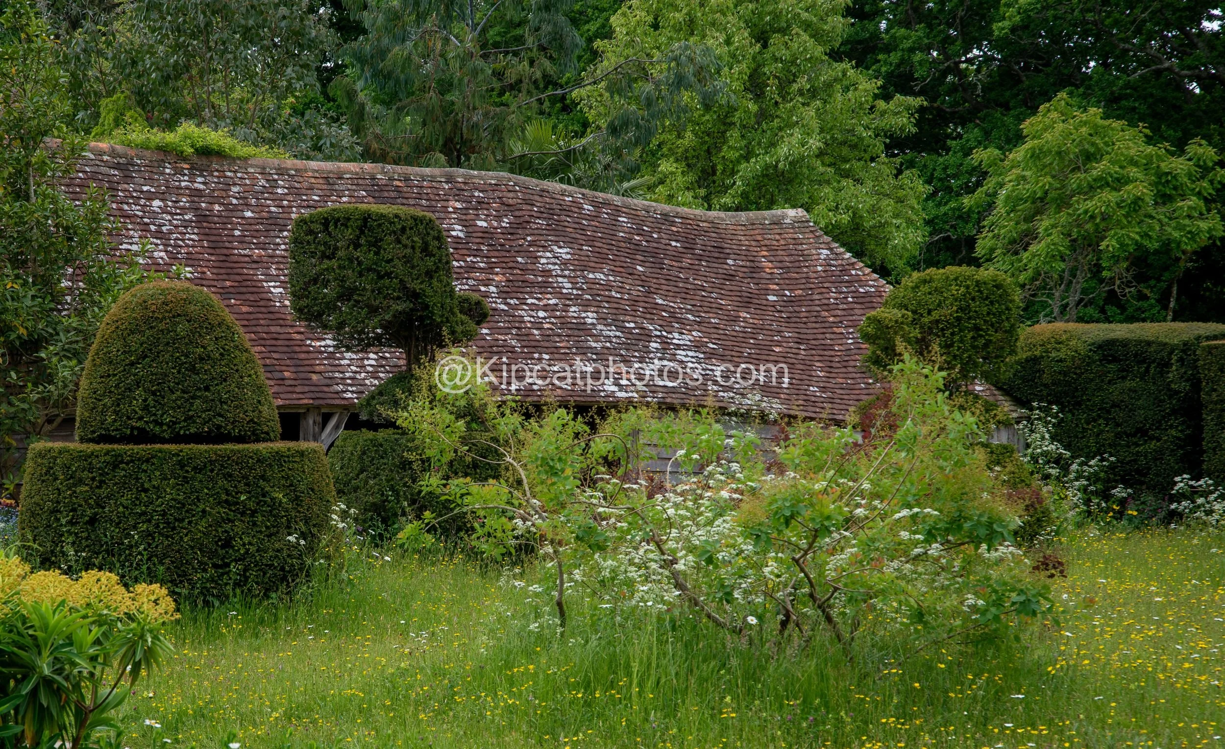 The undulating tiled roof of a historic barn rises behind whimsical yew topiary shapes in a Great Dixter meadow. Kipcatphotos.com

The wavy, lichen-spotted tiled roof of one of Great Dixter's ancient barns provides a backdrop for a row of characterfu