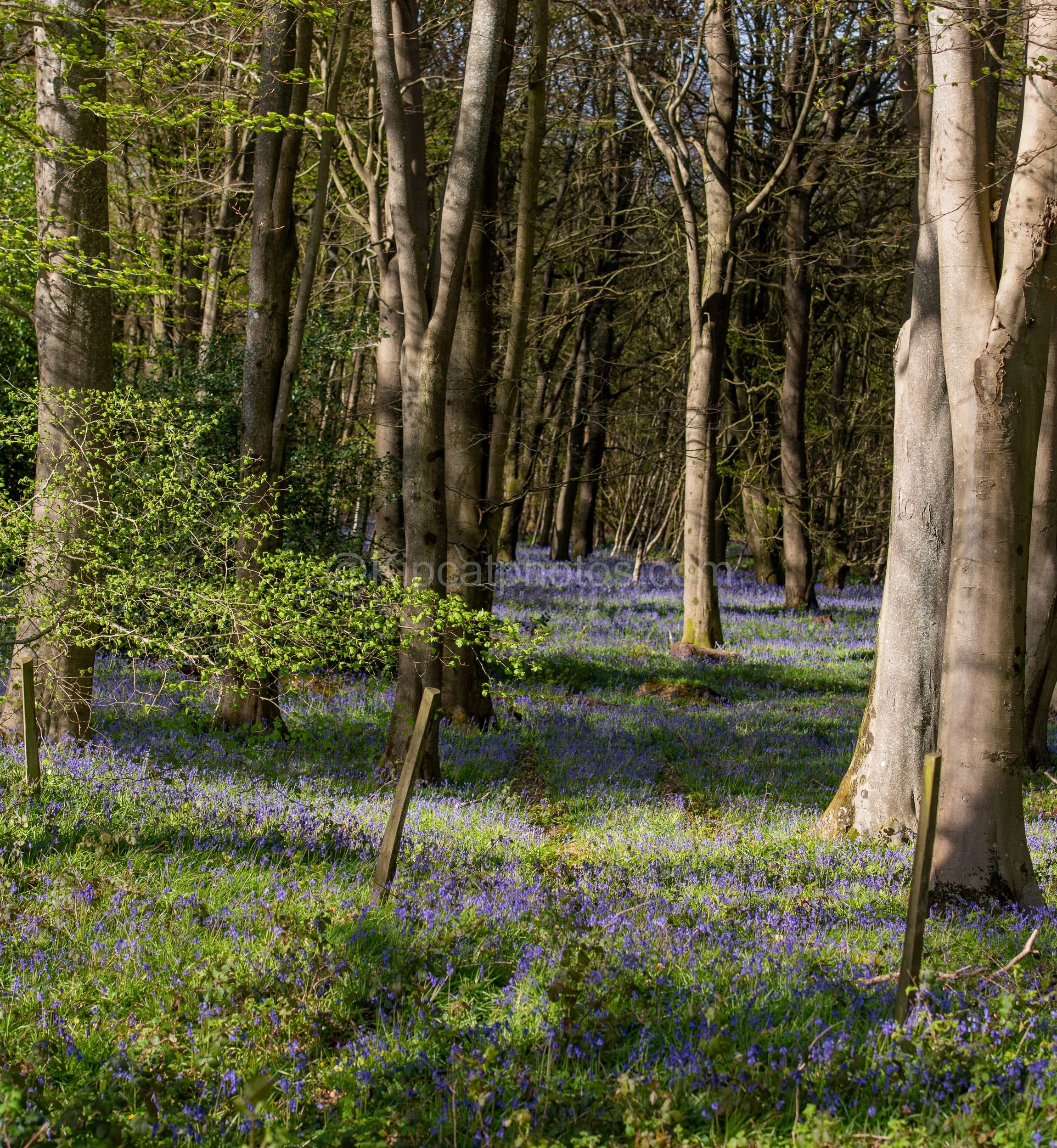 Bluebells and beeches Kipcatphotos.jpg