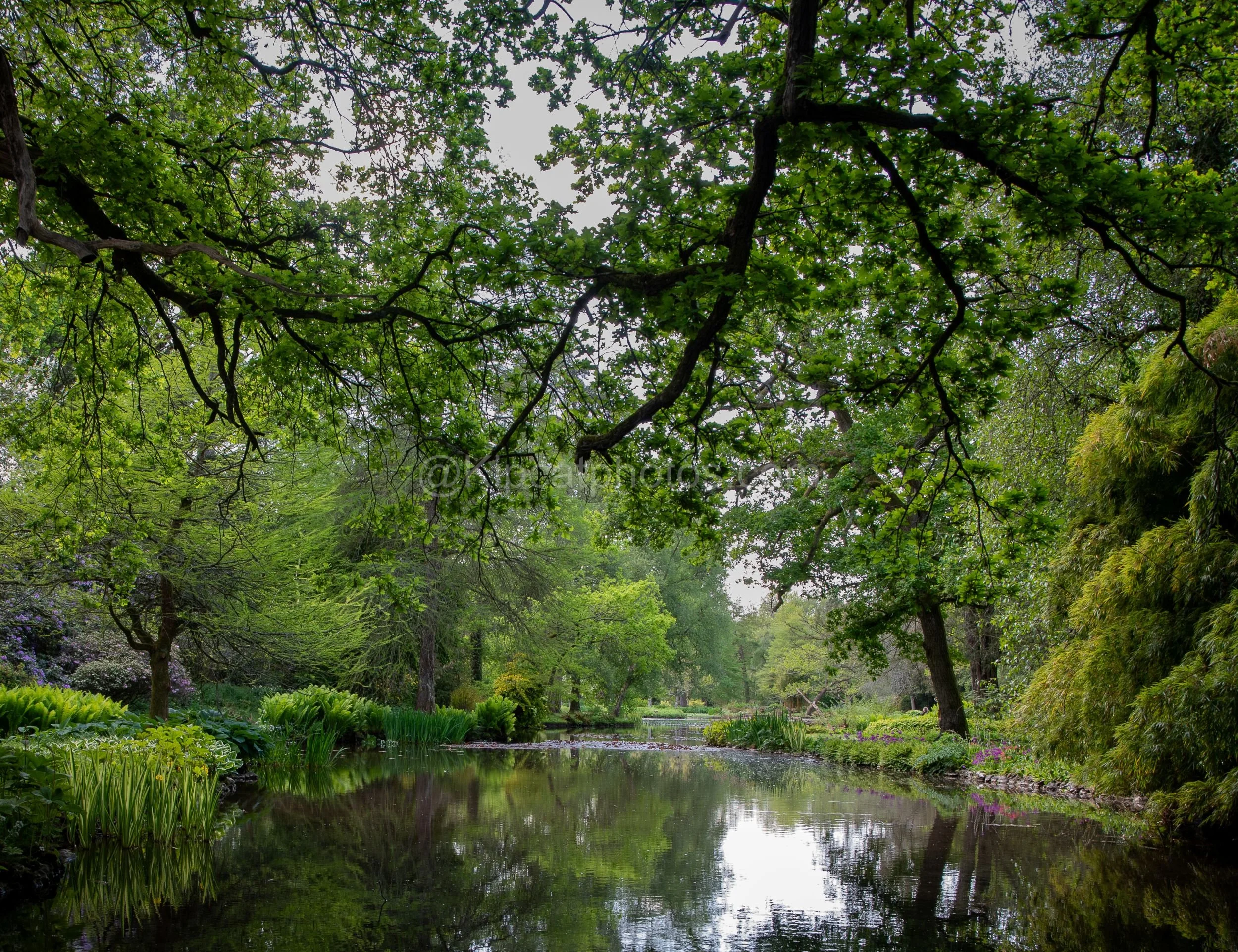 Longstock Water Garden 3 Kipcatphotos.jpg