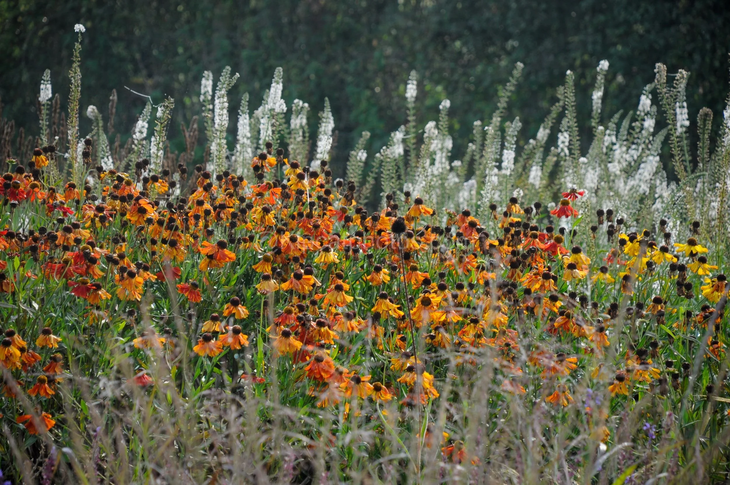 Orange and yellow helenium flowers in the foreground with tall white flower spires rising against a dark green hedge.