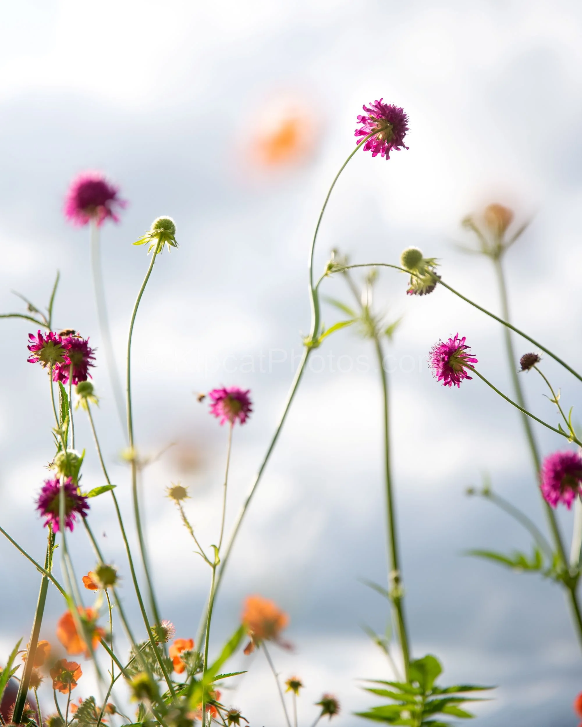 Knautia & Geum