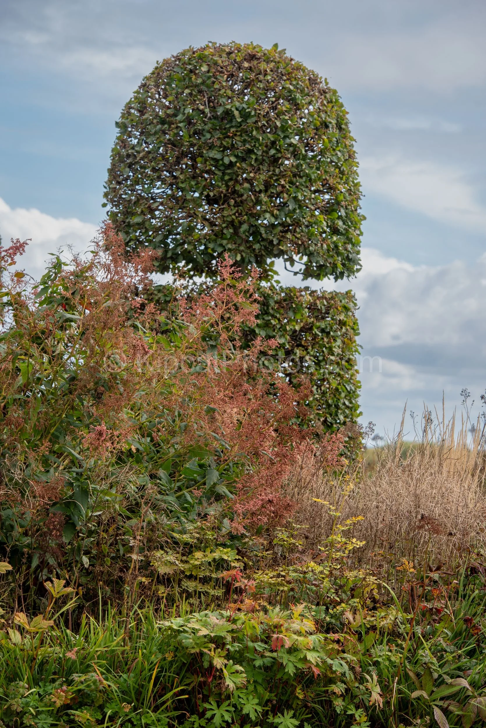A large hornbeam cloud-pruned topiary with a domed upper tier and square lower plinth rises above a naturalistic border of pink-fading persicaria, golden grasses and rodgersia at Broughton Grange, Oxfordshire, against a blue sky. KipcatPhotos.com.

C