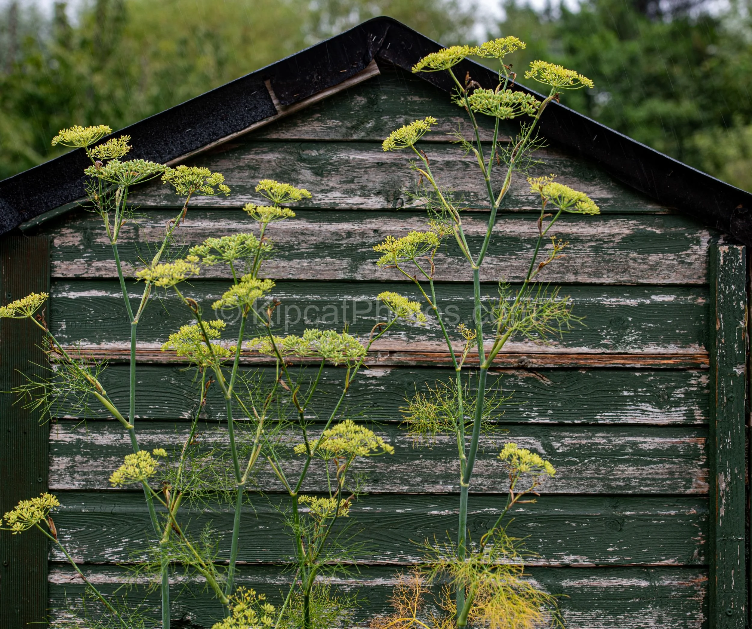 Tall fennel stems with lime-green umbel flowerheads stand in front of a weathered dark green wooden shed on a rainy allotment day. Kipcatphotos.com.The graphic simplicity of this image is its strength — delicate fennel umbels fanning out against the 
