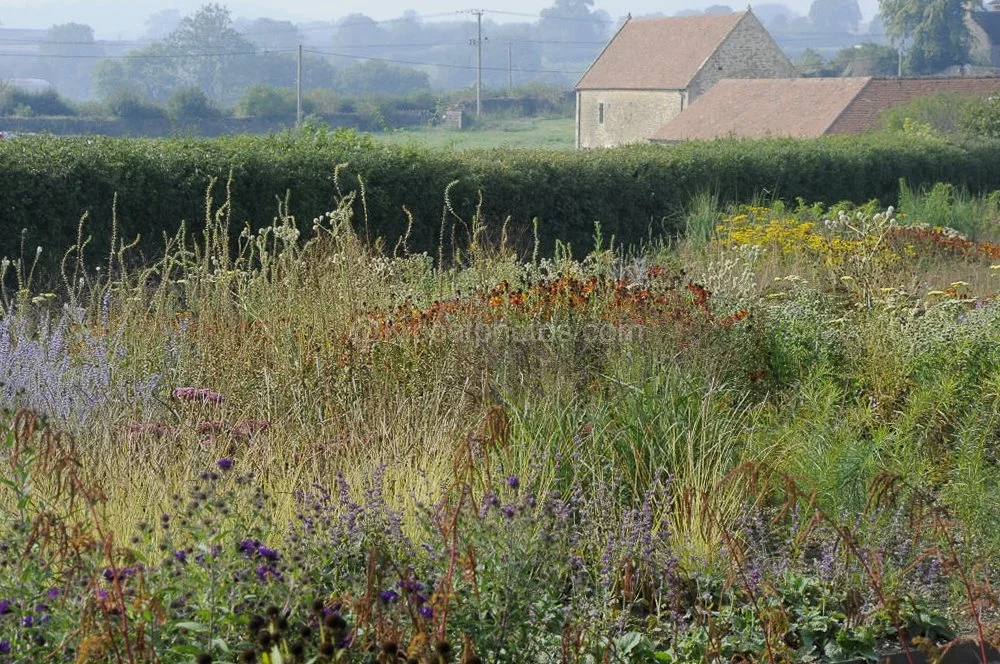Meadow-style planting of grasses, purple catmint, orange helenium and yellow flowers, with a clipped hedge and a stone barn with a clay tile roof beyond in the morning haze.