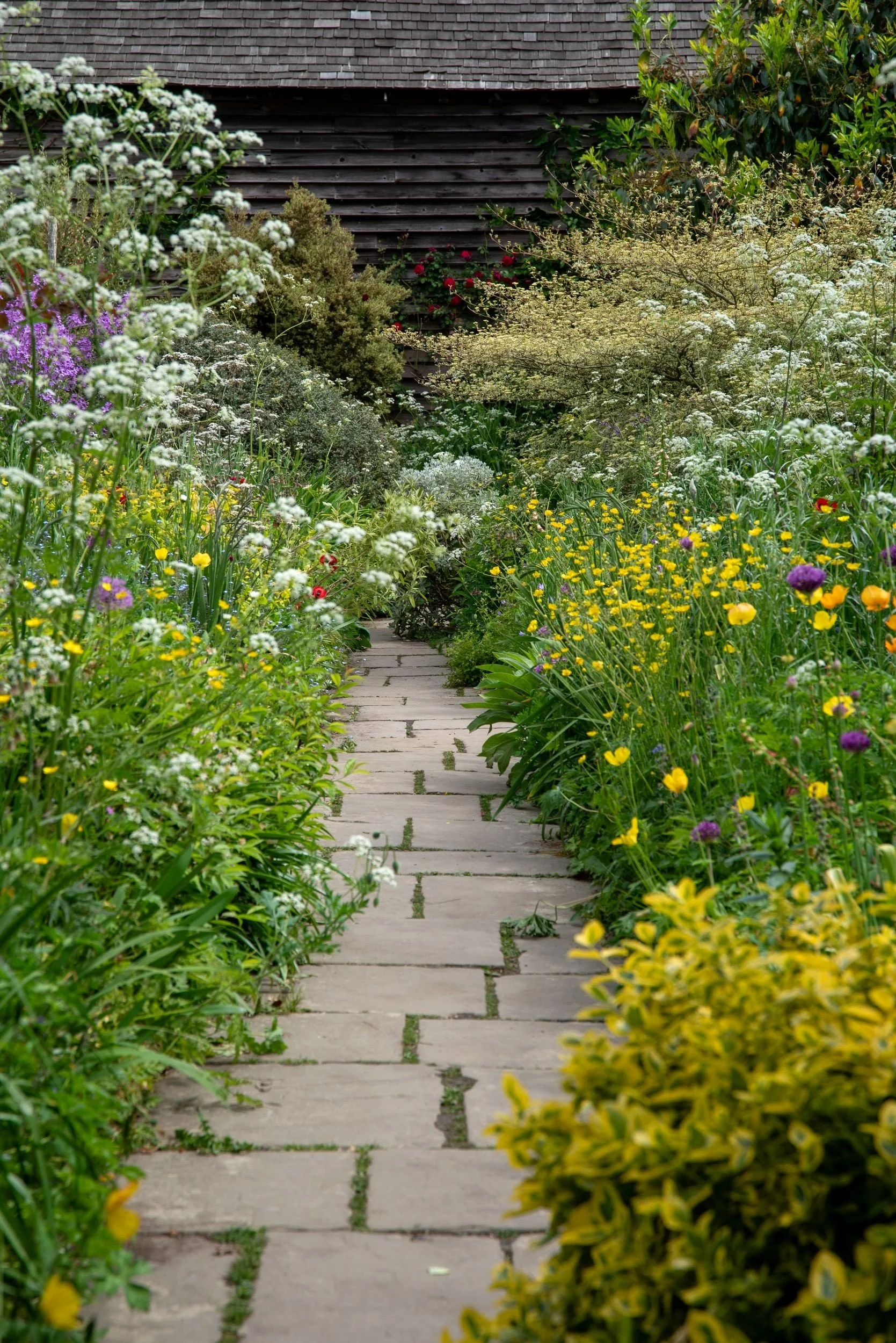 A paved path threads through a naturalistic border of buttercups, cow parsley and poppies leading to a tile-hung barn at Great Dixter. Kipcatphotos.com

Cow parsley, poppies and buttercups spill over the edges of a paved garden path, drawing visitors