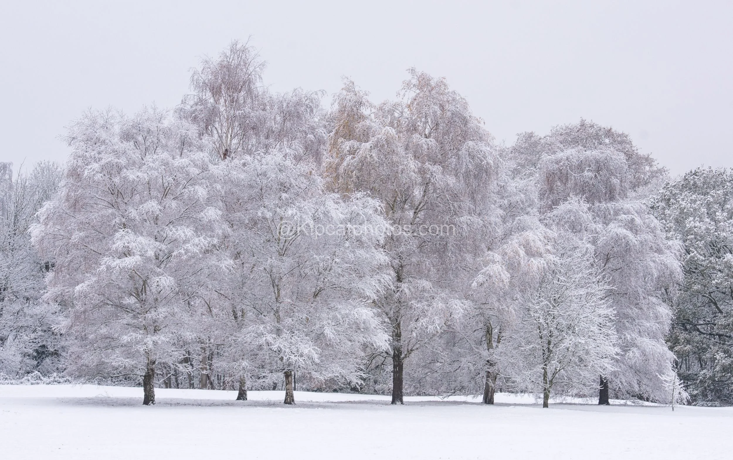 Winter 11 Kipcatphotos.com.jpg