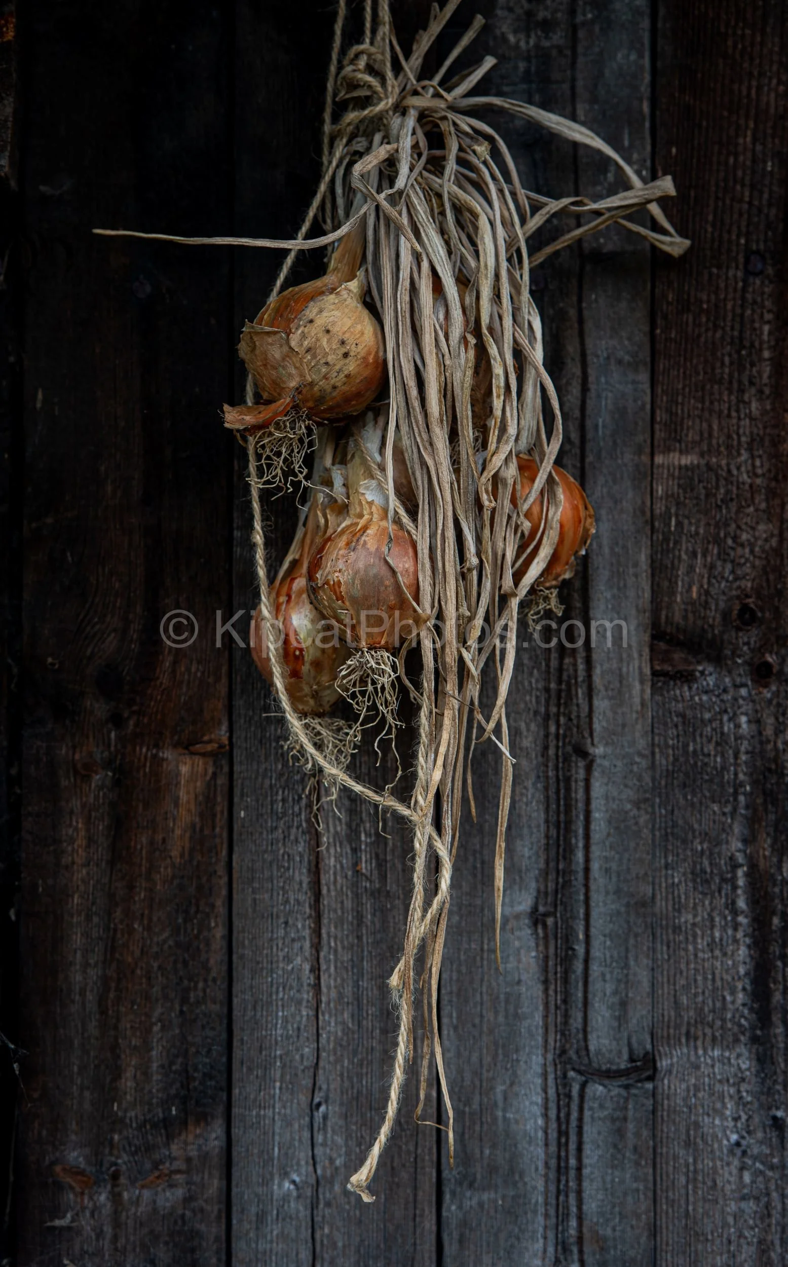 A bunch of harvested brown onions tied together with their dried stems and twine, hanging against a dark weathered wooden shed wall. Kipcatphotos.com.

Golden-skinned onions hang in a loose, twine-bound bunch against the dark, silvered planks of an a