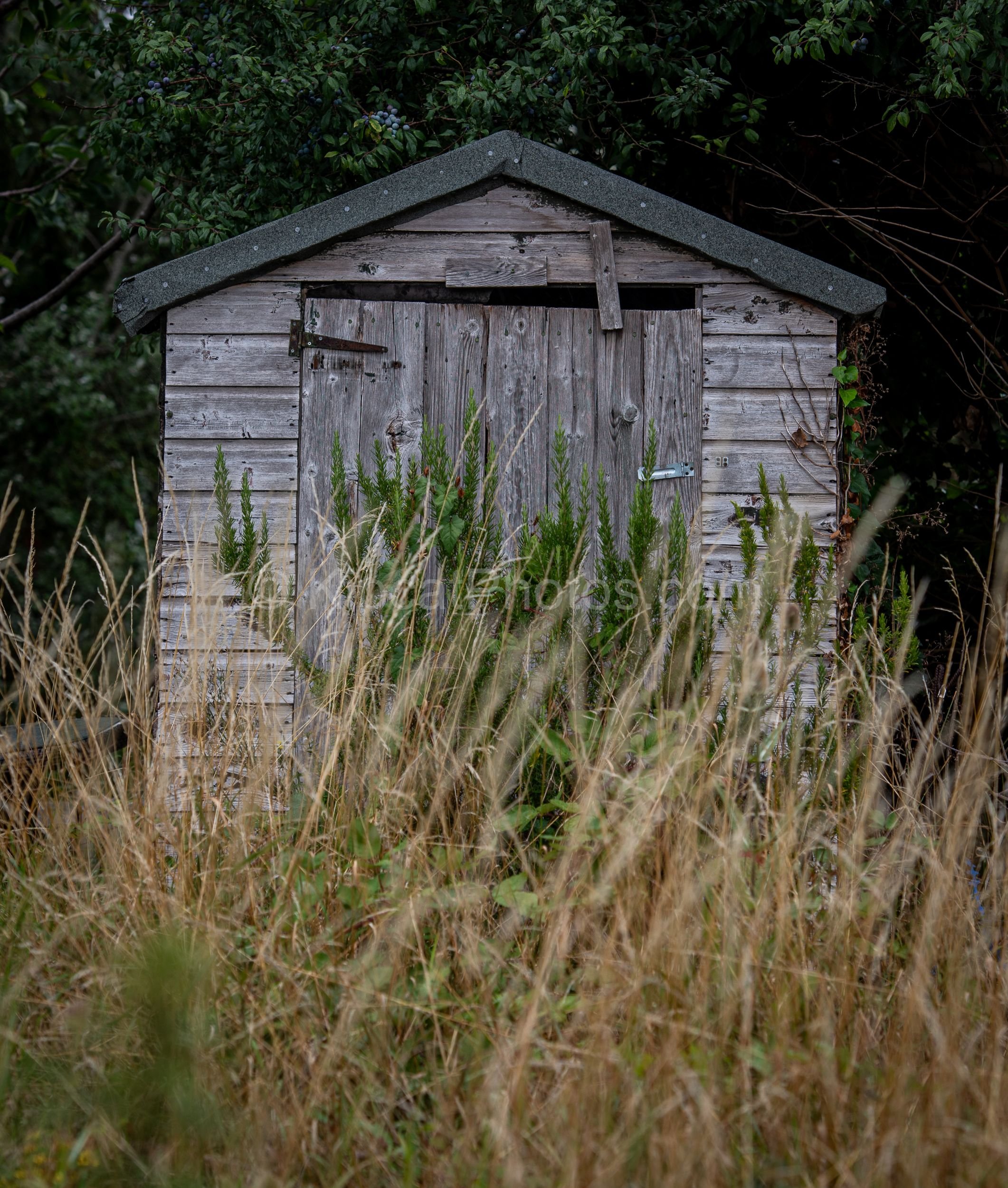 A weathered grey wooden allotment shed with peeling paint, surrounded by tall dry grasses in the foreground and a sloe or damson tree heavy with dark fruit behind. Kipcatphotos.com.

Time and nature have conspired to give this allotment shed a quiet,