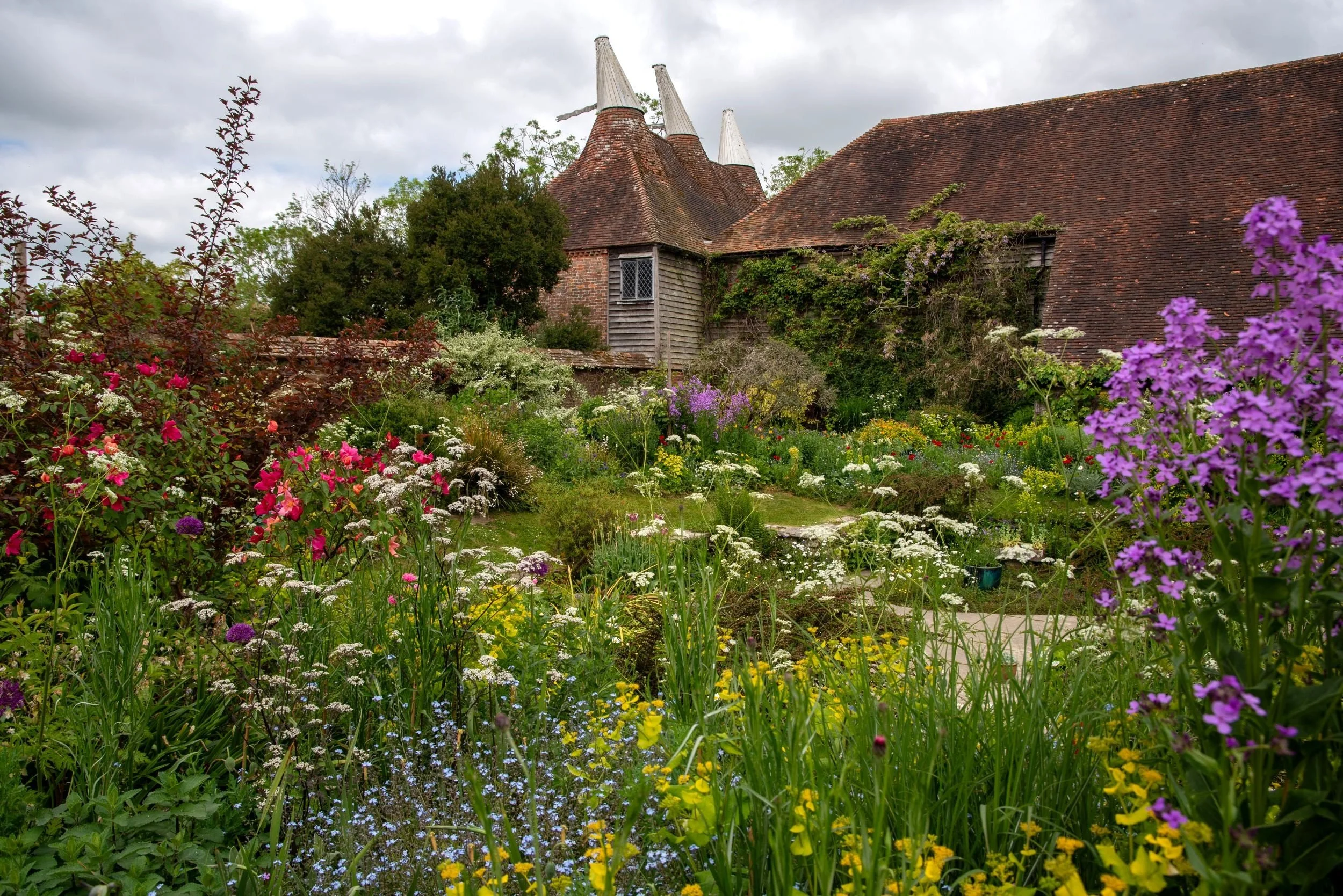 Traditional oast house with white cowls rises behind a colourful cottage garden border of roses and cow parsley at Great Dixter. Kipcatphotos.com

Great Dixter's iconic oast house, its white cowls catching the light, forms a backdrop to a richly plan