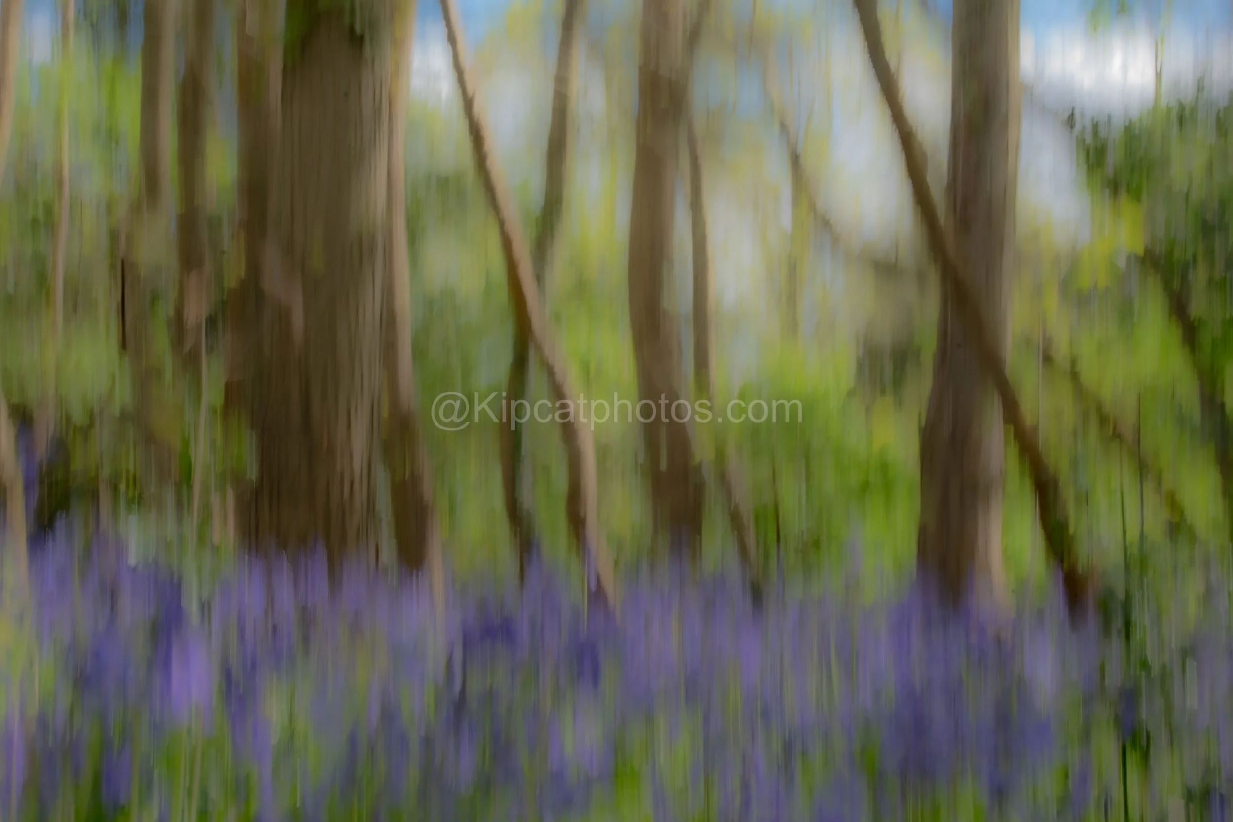 Bluebells 2 Kipcatphotos.jpg