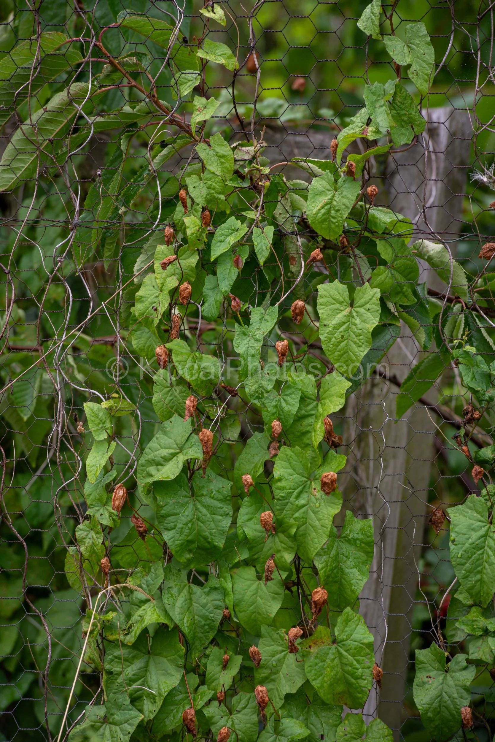 Climbing bean plants with bright green leaves and dried brown seed pods clinging to hexagonal chicken wire fencing on an allotment, with a wooden post and green background visible. Kipcatphotos.com.

Bean plants weave themselves through hexagonal chi